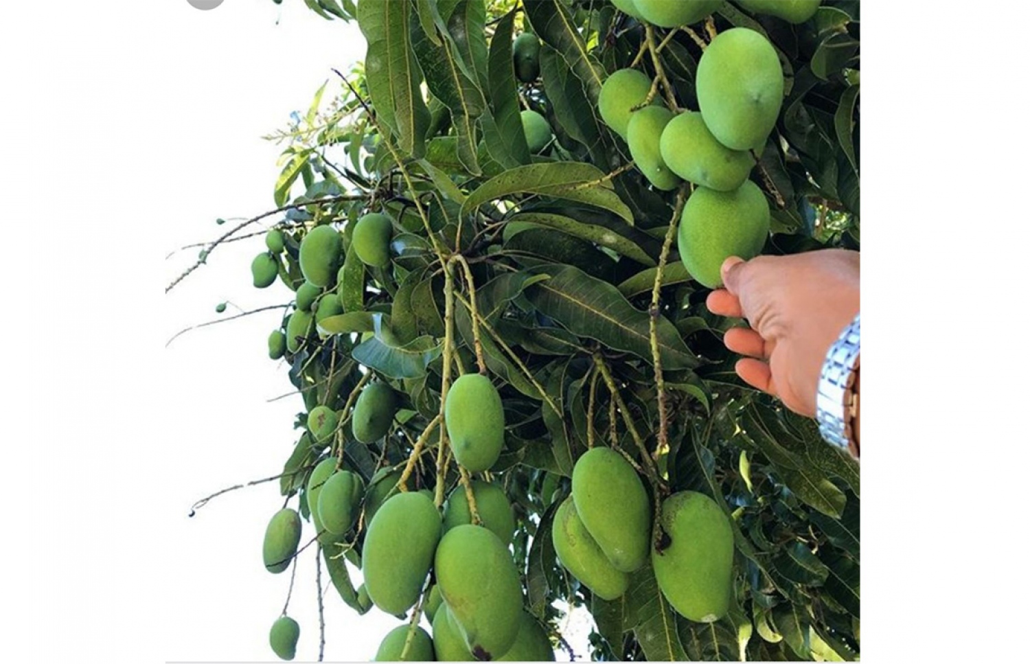 ފުވައްމުލަކުގެ އަނބު ގަހަކުން މީހަކު އަނބު ބިންނަނީ: ކުރިއަށް ވުރެ އަނބުގެ ދަނޑުވެރިކަން ވަނީ ދަށަށް ގޮސްފައި -- ފޮޓޯ: މުހައްމަދު ހަސަން/މިހާރު