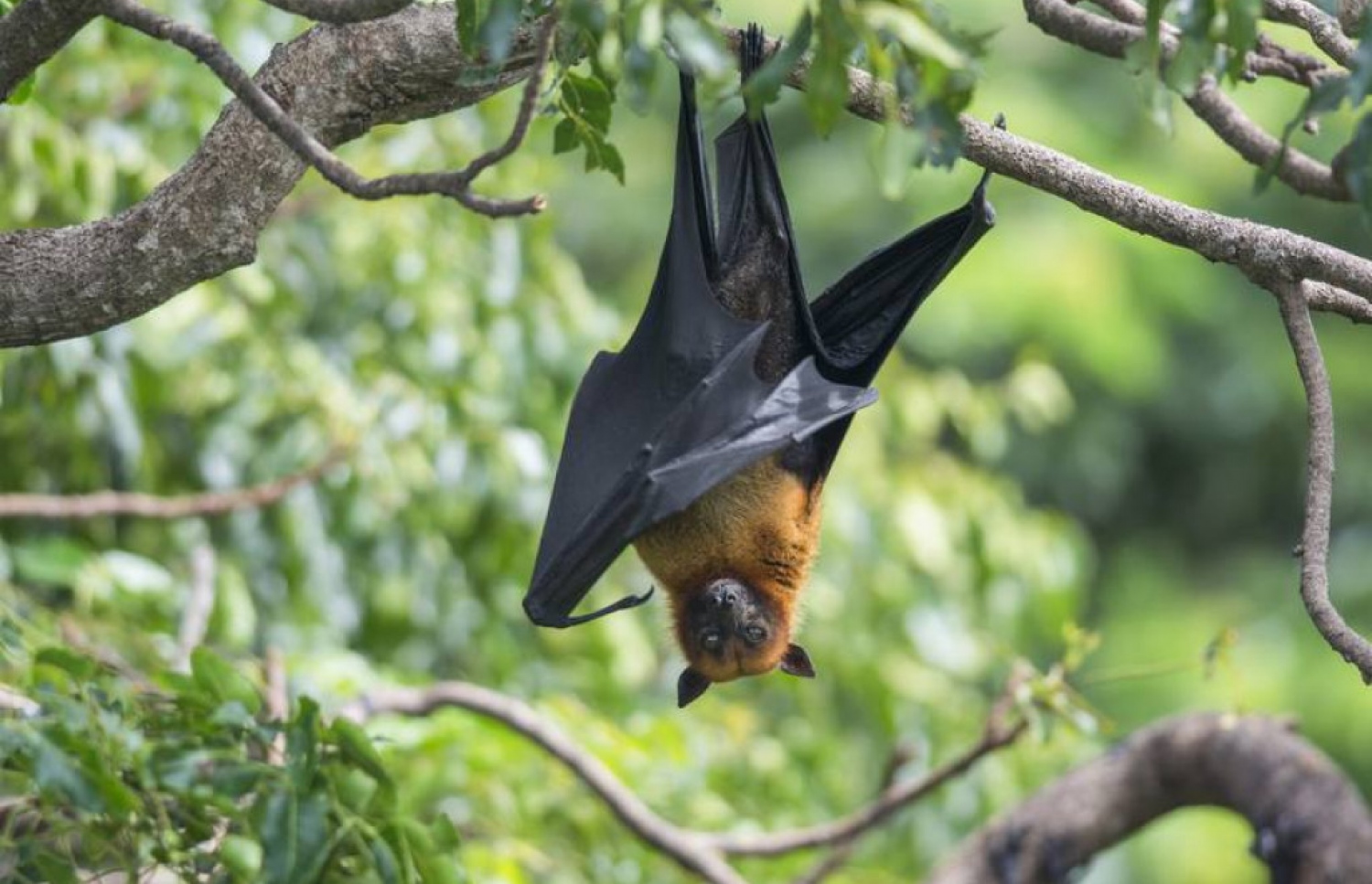 ގަހަކަށް ޖައްސާފައިވާ ވާލެއް: ވަރަށް ނުރައްކާތެރި ގިނަ ވައިރަސްތަކެއް ވާލުގައި ހިމެނޭ --