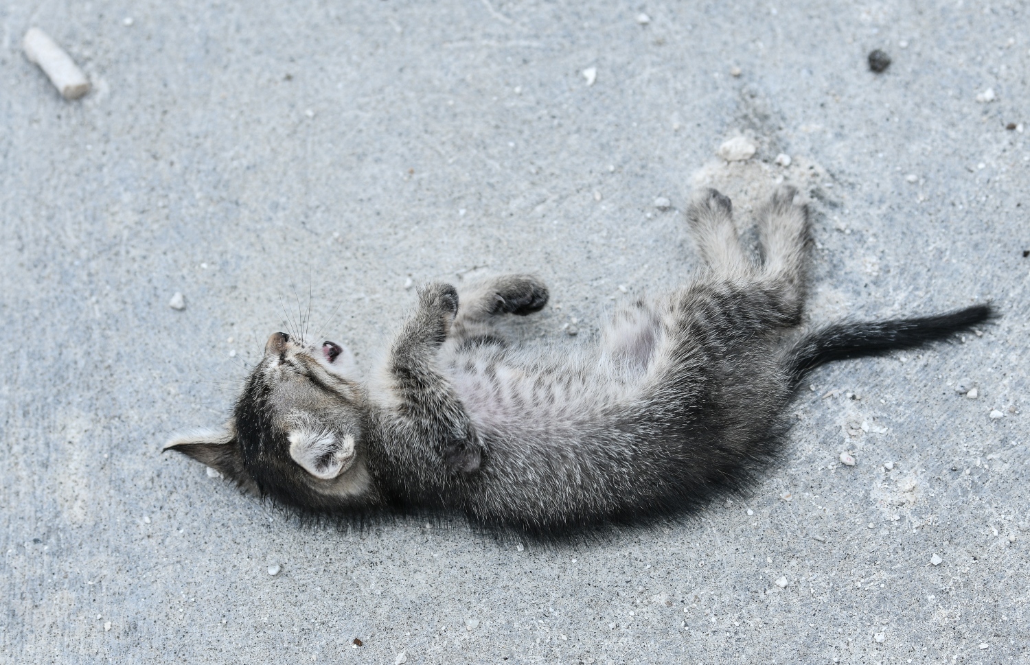 މާލޭގެ މަގެއްގެ މަތީގައި އޮތް ބުޅަލެއް -- ފޮޓޯ| ނިޝާން އަލީ