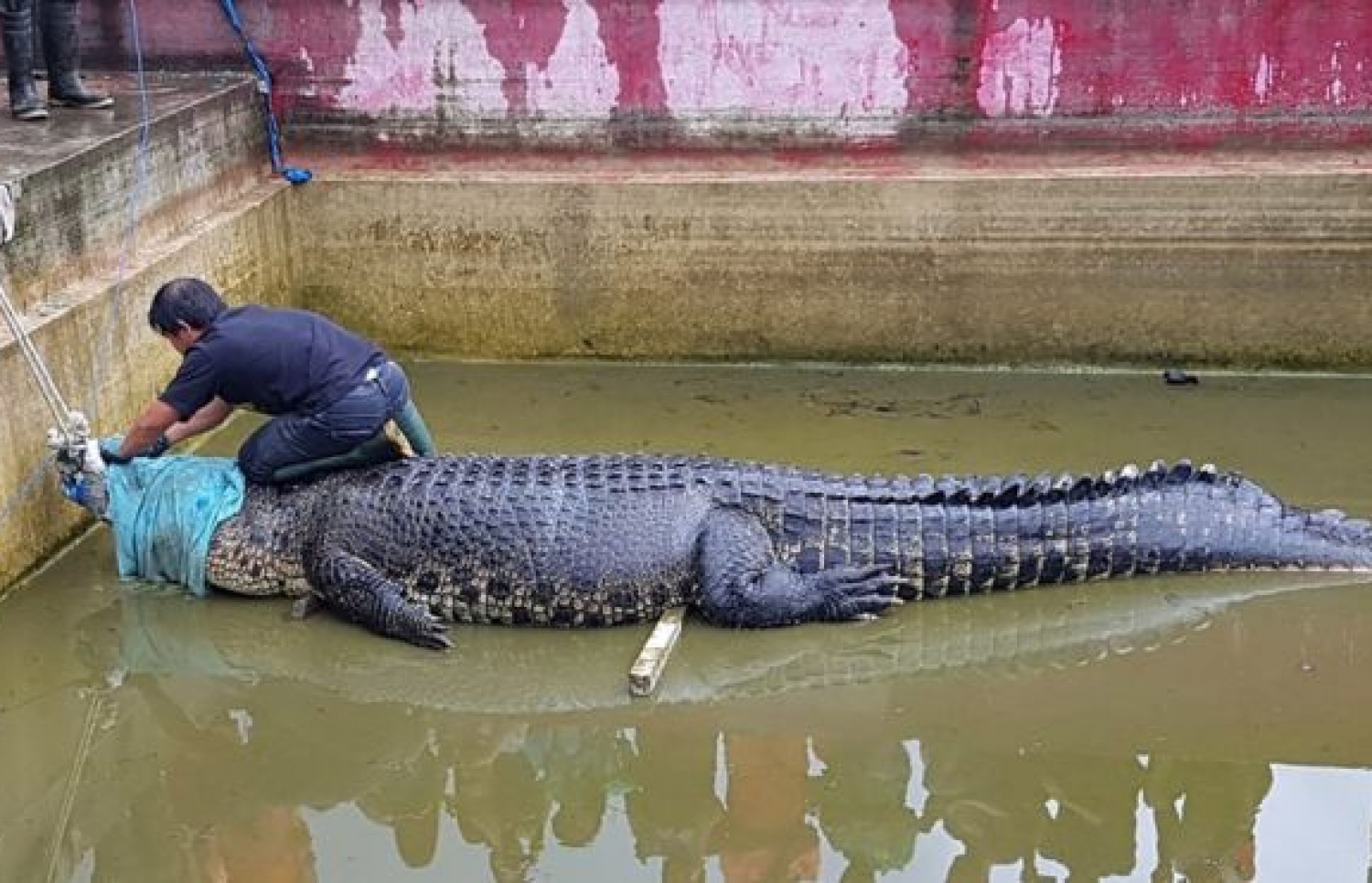 ކިނބޫ ނެގުމުގެ މަސައްކަތް ކުރަނީ.