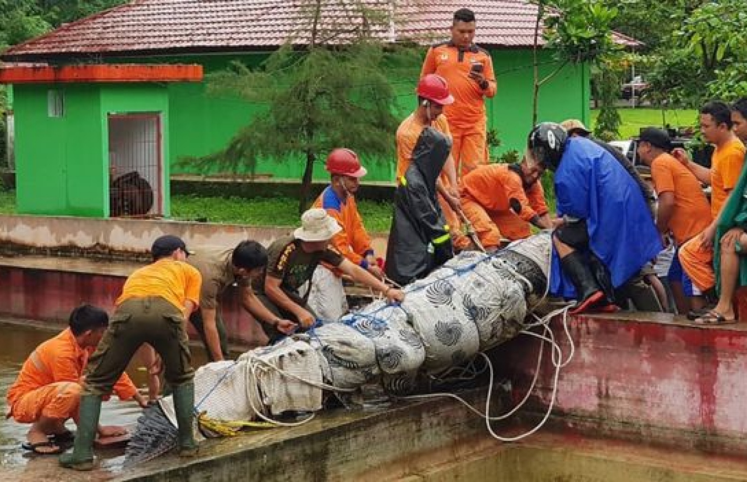 ކިނބޫ ނެގުމުގެ މަސައްކަތް ކުރަނީ.
