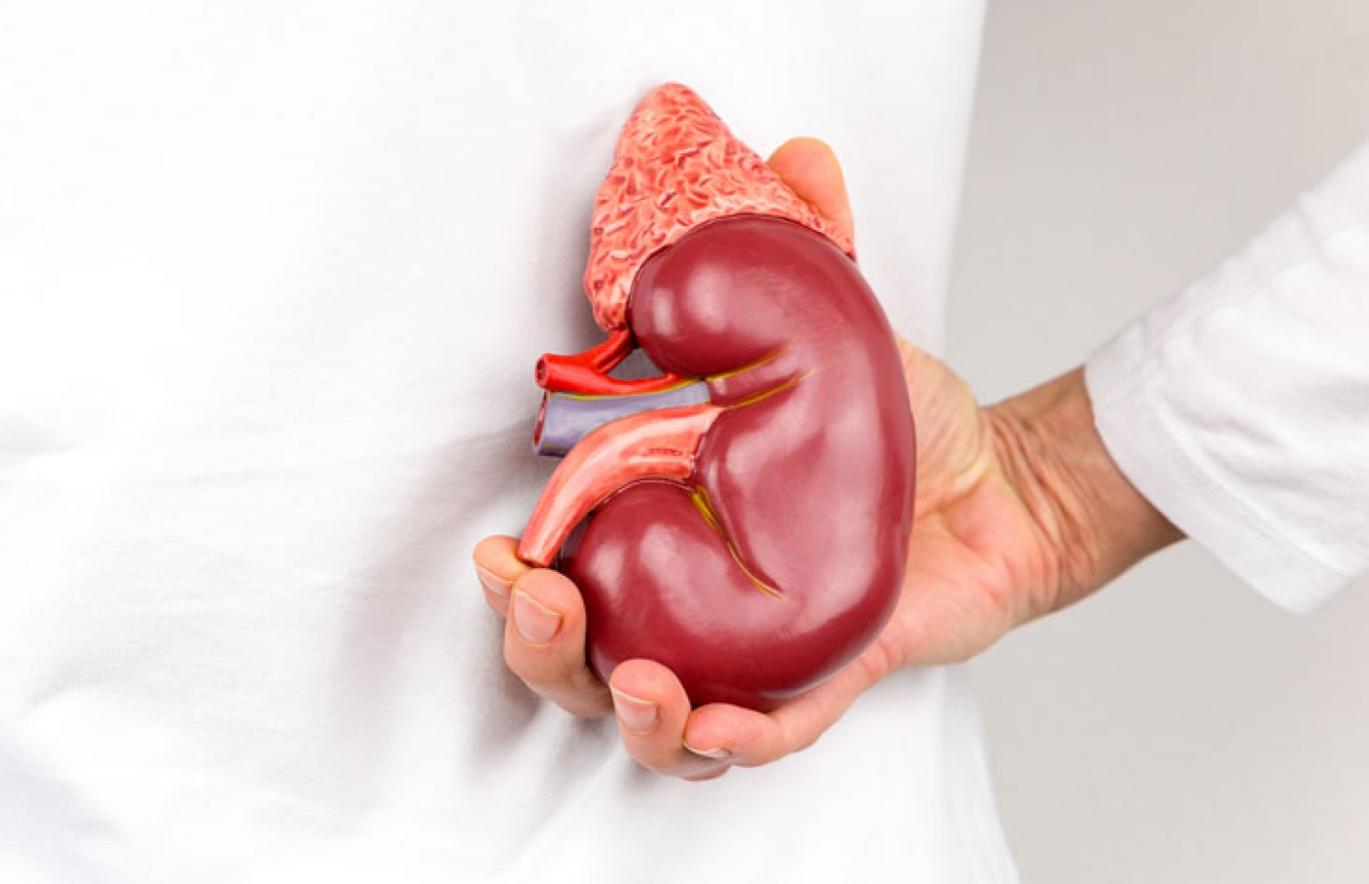 ކިޑްނީ ހަދިޔާ ކުރުން ޕްރޮމޯޓް ކުރާ ވޯލްޕޭޕާއެއް--