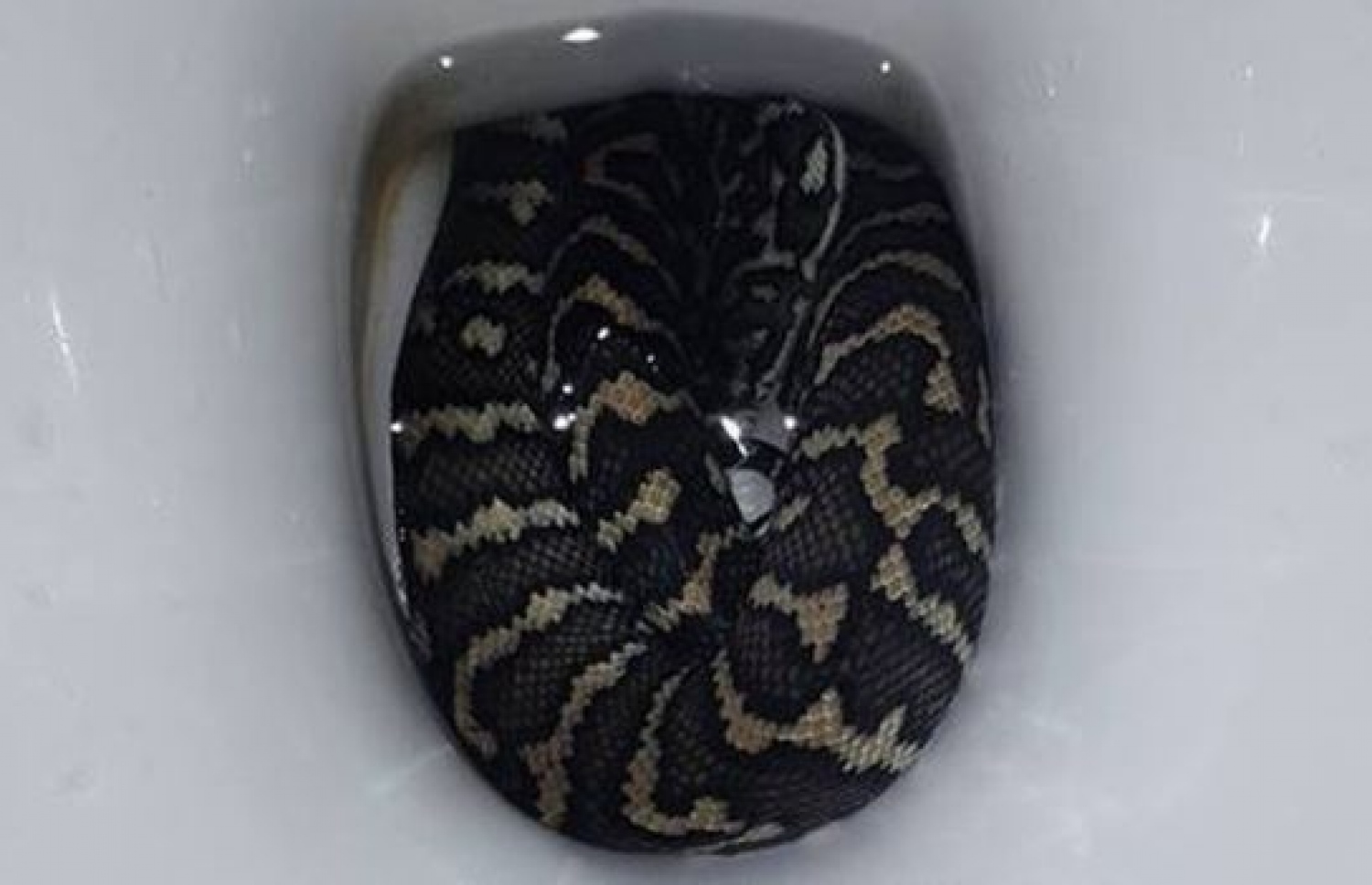 ފާހާނާތަށި ތެރޭގައި ހަރުފަ.