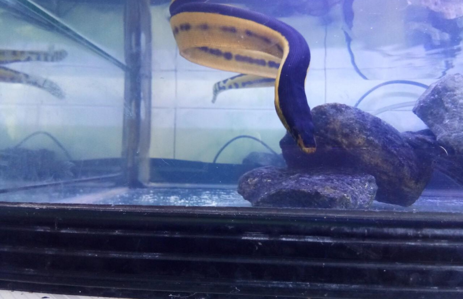 މަކުނުދޫއިން ފެނުނު ވިހަގަދަ ކަނޑު ހަރުފަ ޓޭންކް އަކަށް ލާފައި -- ފޮޓޯ: އަހުމަދު ތަހުސީމު