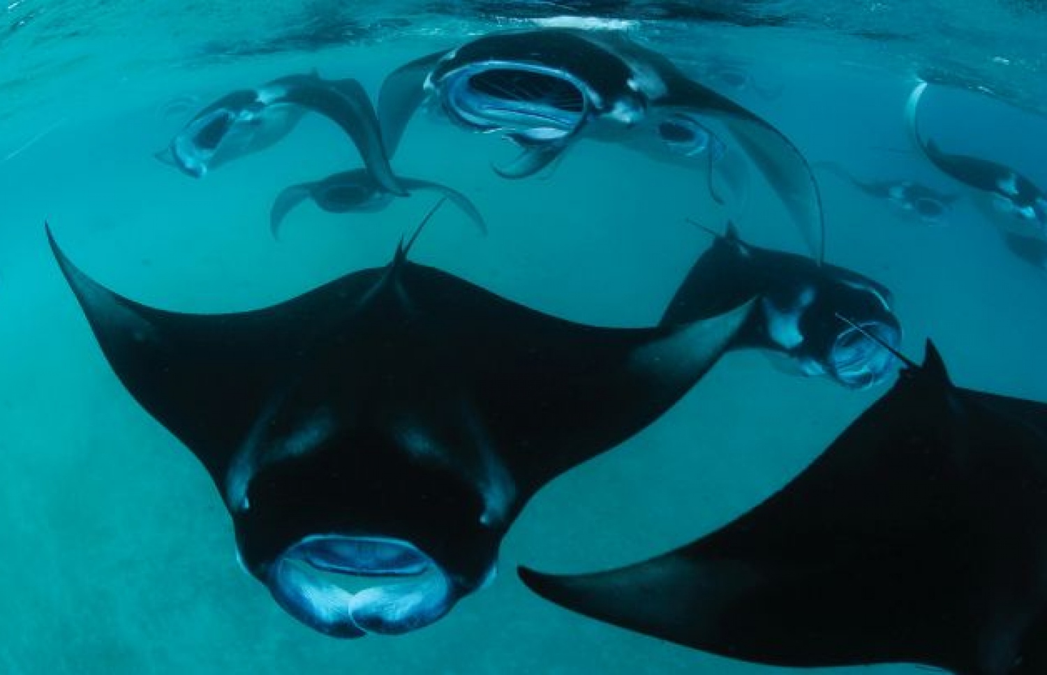 ހަނިފަރު ކައިރިން ގިނަ އަދަދަކަށް ފެންނަ އެންމަޑި: ލަނޑާގިރާވަރުގެ ސެންޓަރުގައި އެންމަޑިއާ ބެހޭ ގިނަ މައުލޫމާތުތަކެއް ރައްކާކޮށްފައިވޭ