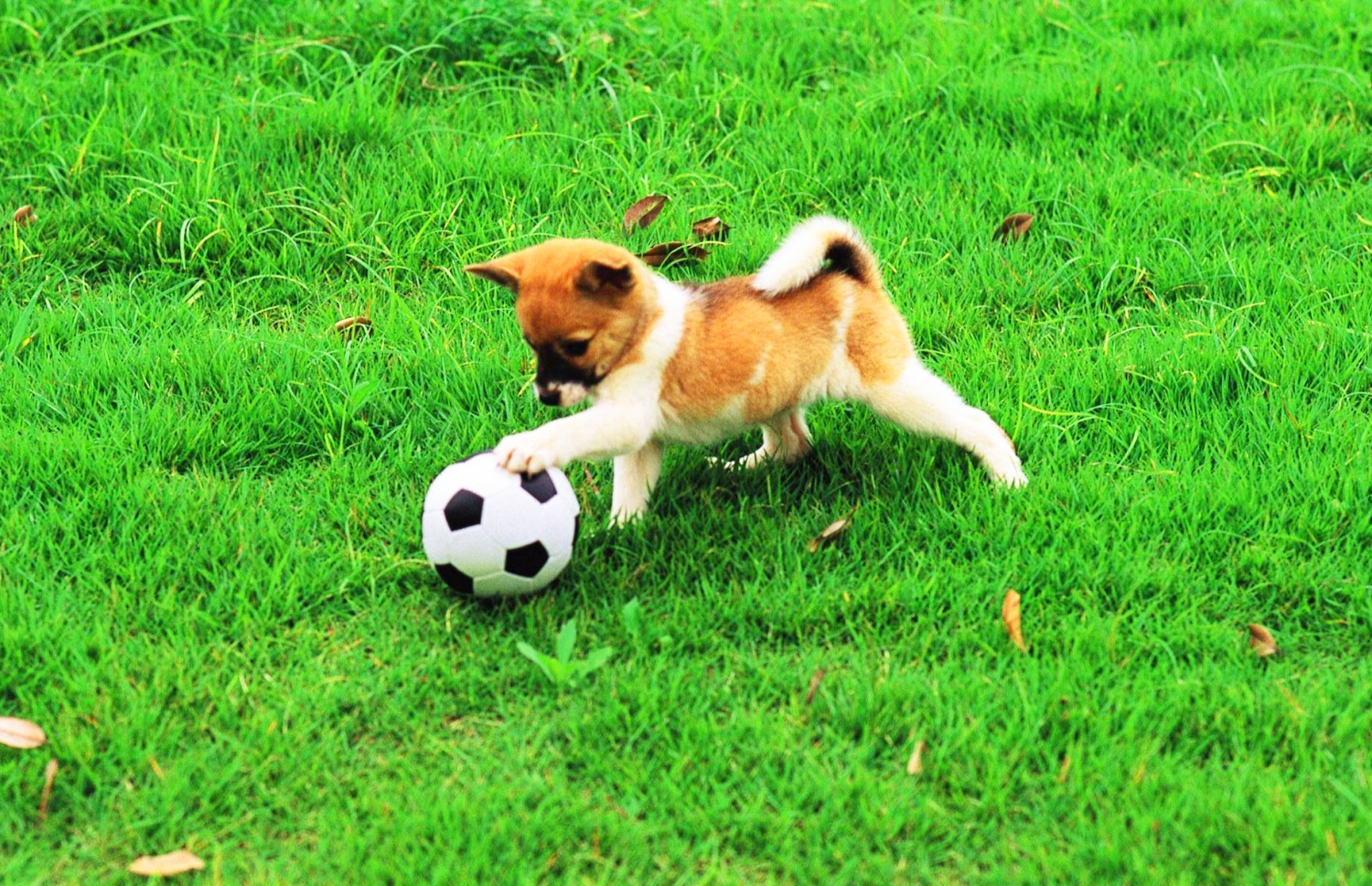 ކުއްތާއެއް ބޯޅައަކާ ކުޅެނީ.