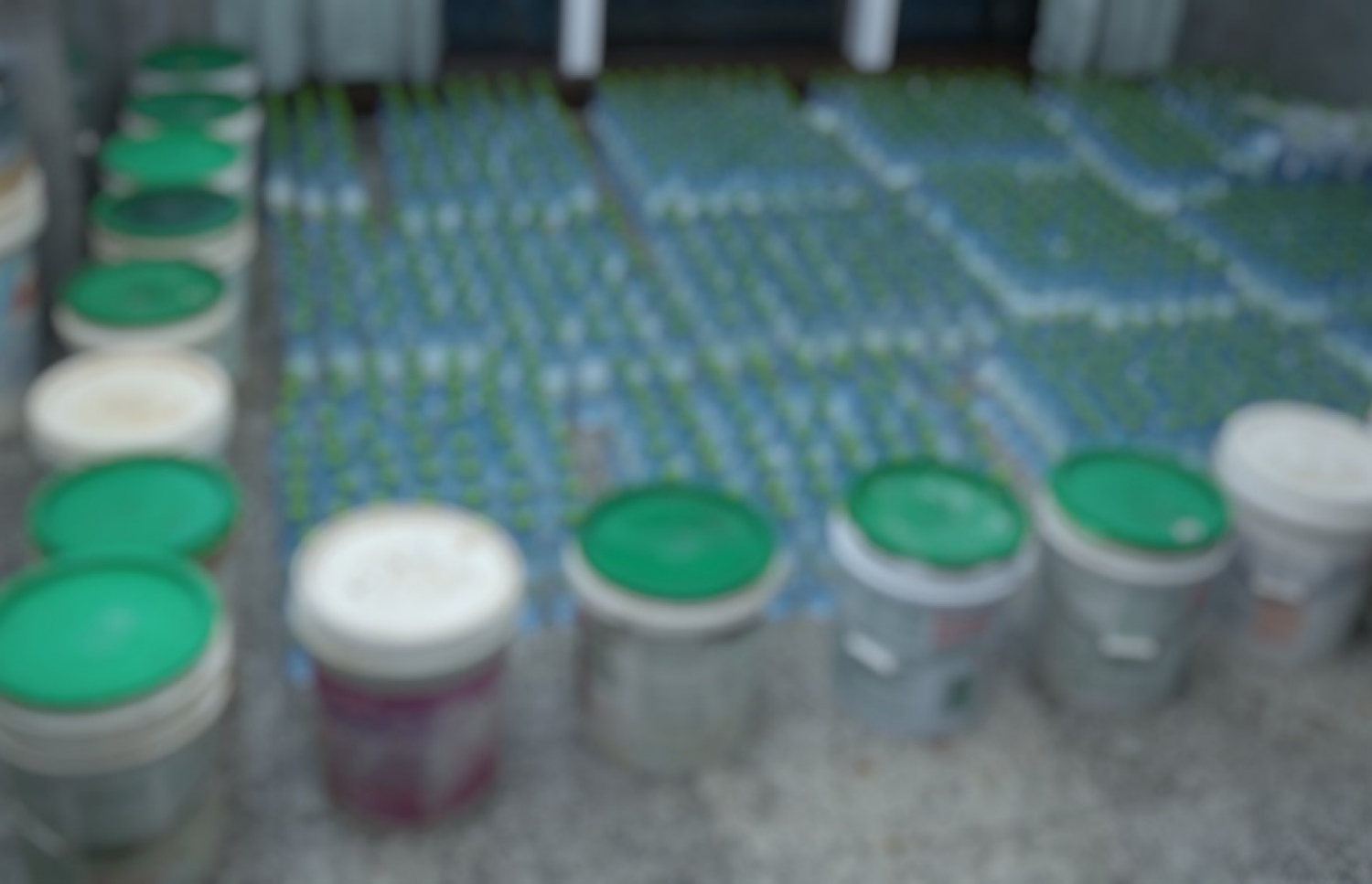 މާލޭ ގެއަކުން ފުލުހުން އަތުލައިގެން ބަނގުރާ: މިއީ މާލޭން މިހާ ގިނަ ބަނގުރާ އަތުލައިގެން ފުރަތަމަ ފަހަރު-- ފޮޓޯ: ފުލުހުން