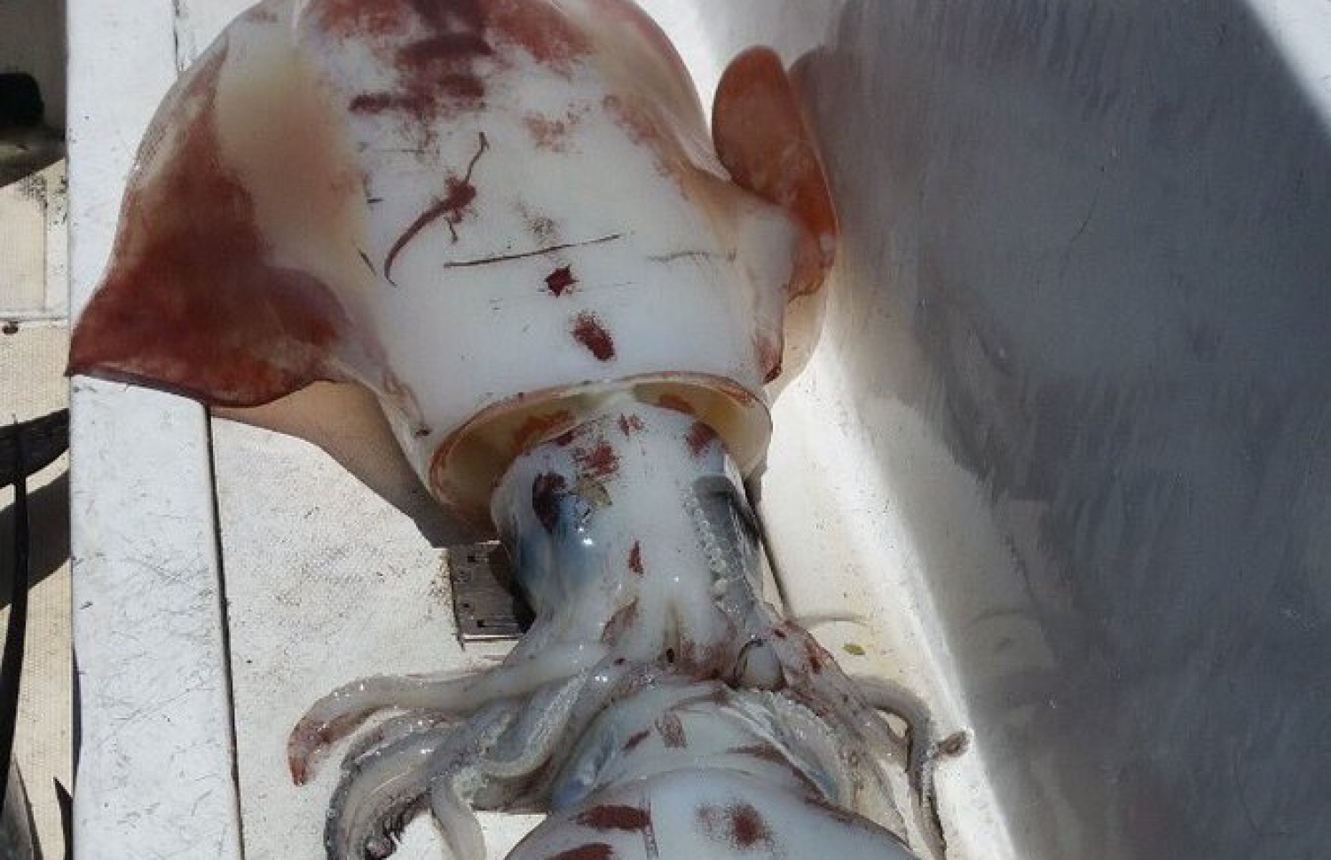 ރާއްޖޭގައި މީހަކު ބޭނި ތުތިބޯވަދިލަމަހެއް: މި ބާވަތުގެ މަސްވެރިކަން މިހާރު ވަނީ ވައިގައި ހިފަން ފަށާފައި