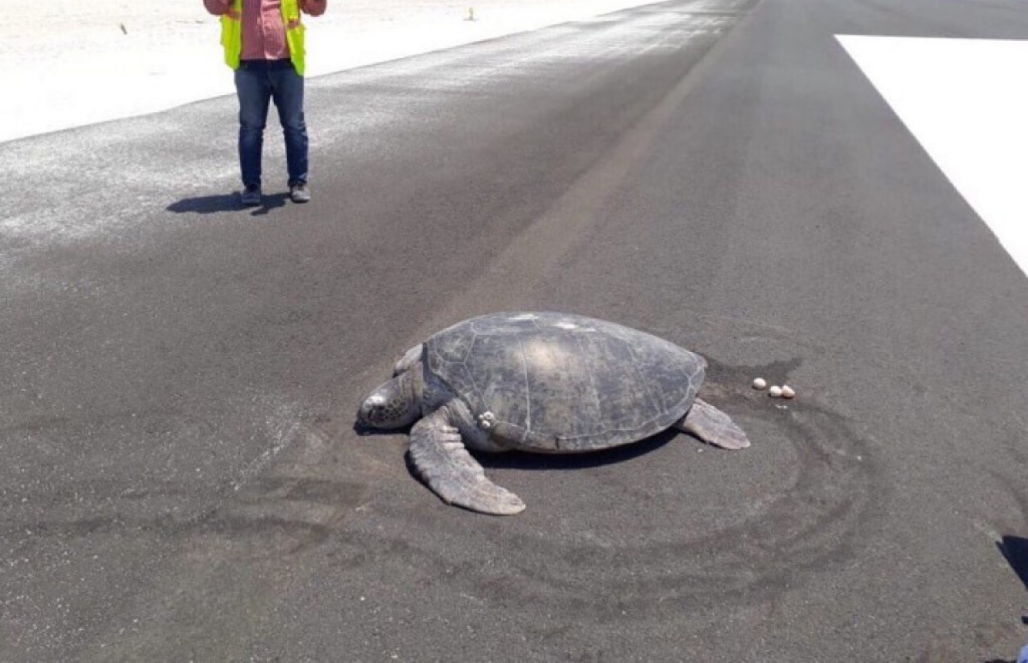 މާފަރު އެއާޕޯޓްގެ ރަންވޭއަށް ވެލައެއް ބިސް އަޅާފައި: މިއީ ތިމާވެށީގެ ހިމާޔަތްތެރިންގެ ހިތް ހަލާކުވި މަންޒަރެއް --ފޮޓޯ/ސޯޝަލް މީޑިއާ