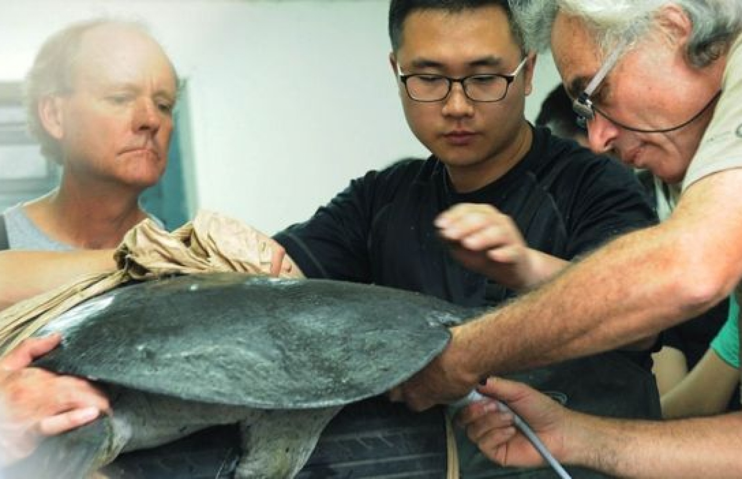 ވެލާ މަރުވުމުގެ ކުރިން ކުރި އޮޕަރޭޝަނުގެ ތެރެއިން.