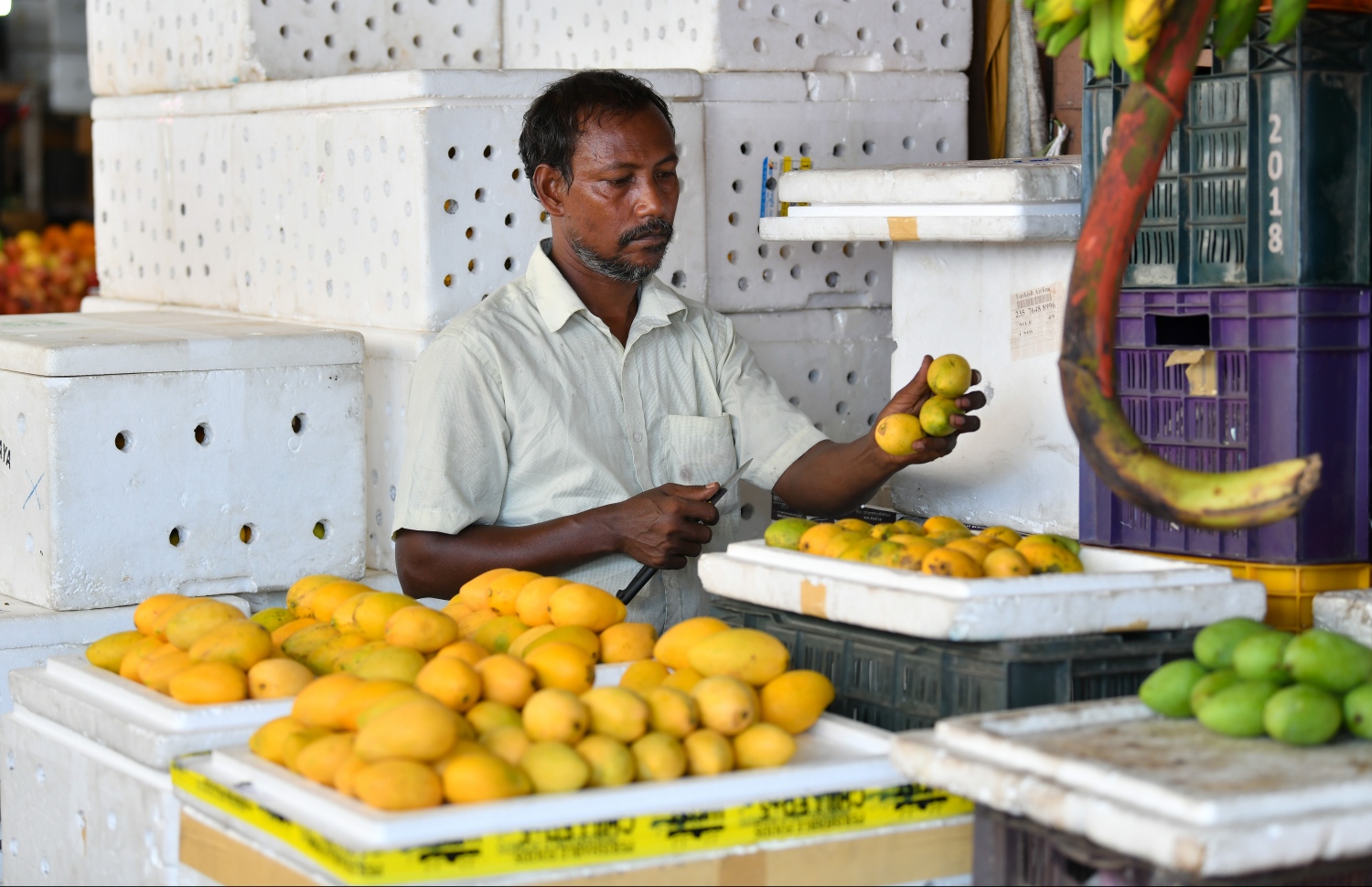 މާލެ: އޭޕްރިލް 25، 2019: ލޯކަލް މާރުކޭޓުގެ ވިޔަފާރިވެރިއެއް އެގޮޅީގައި ހުރި އަނބުތައް ތަރުތީބު ކުރަނީ.---ފޮޓޯ: ހުސައިން ވަހީދު/މިހާރު
