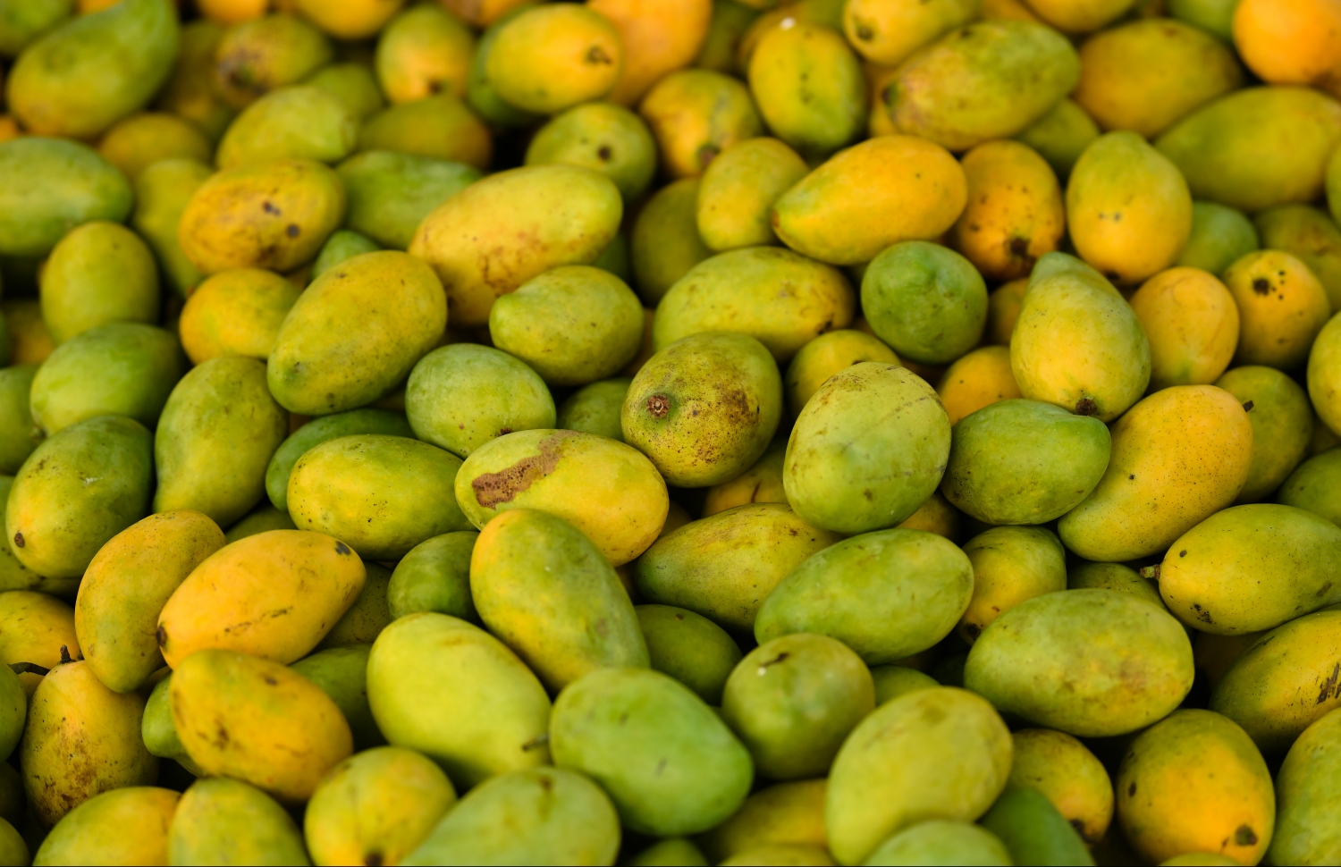 މާލެ: އޭޕްރިލް 25، 2019: ލޯކަލް މާރުކޭޓުގެ ބޭރުގައި އަނބުތައް އަތުރާލައިފަ.---ފޮޓޯ: ހުސައިން ވަހީދު/މިހާރު