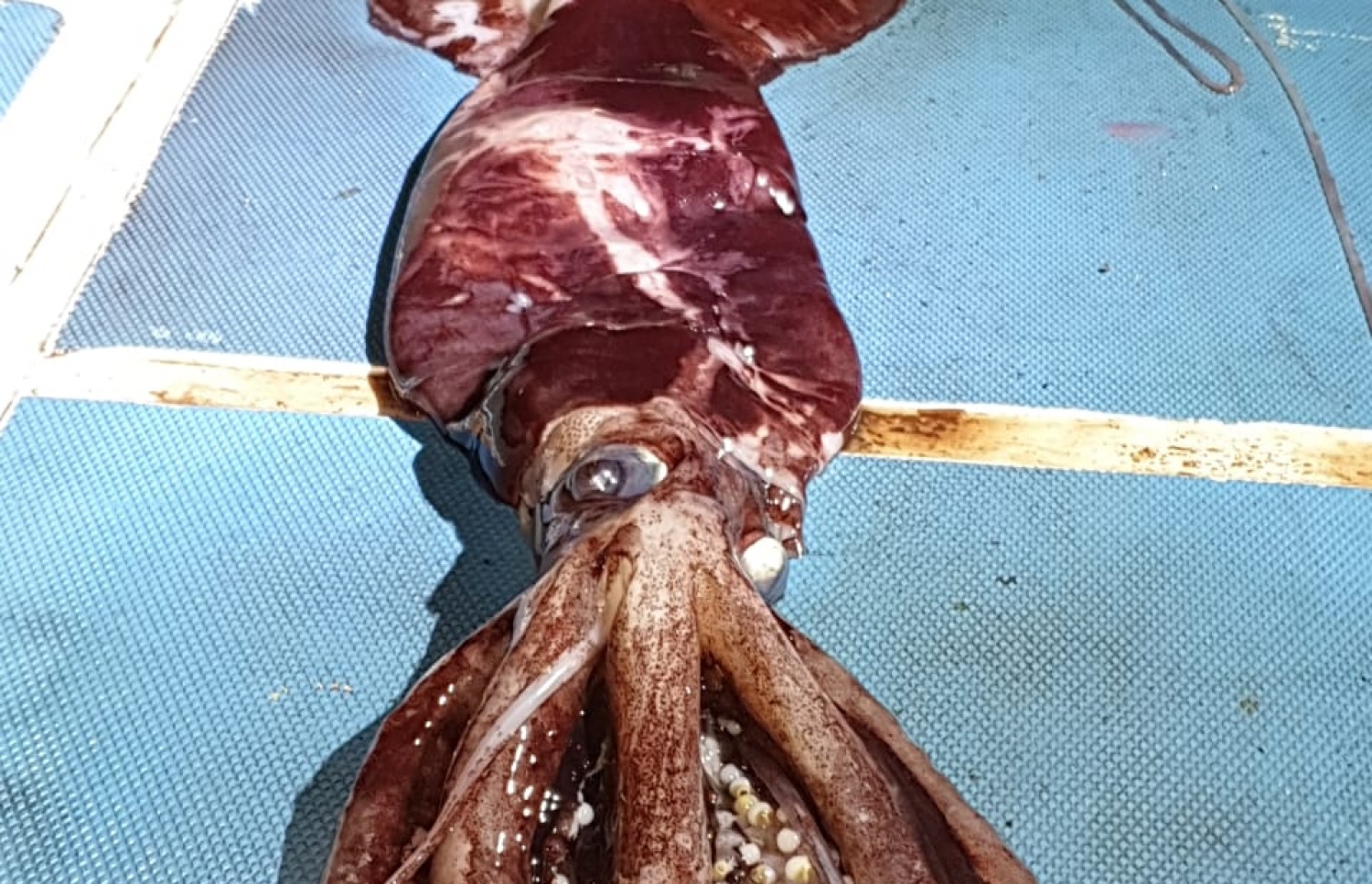 މަސްވެރިންގެ ބަޔަކު ބޭނި ދިގު ބޯވަދިލަ މަސް: މިއީ މި ބާވަތުގެ މަހެއް ބޭނި ފުރަތަމަ ފަހަރު