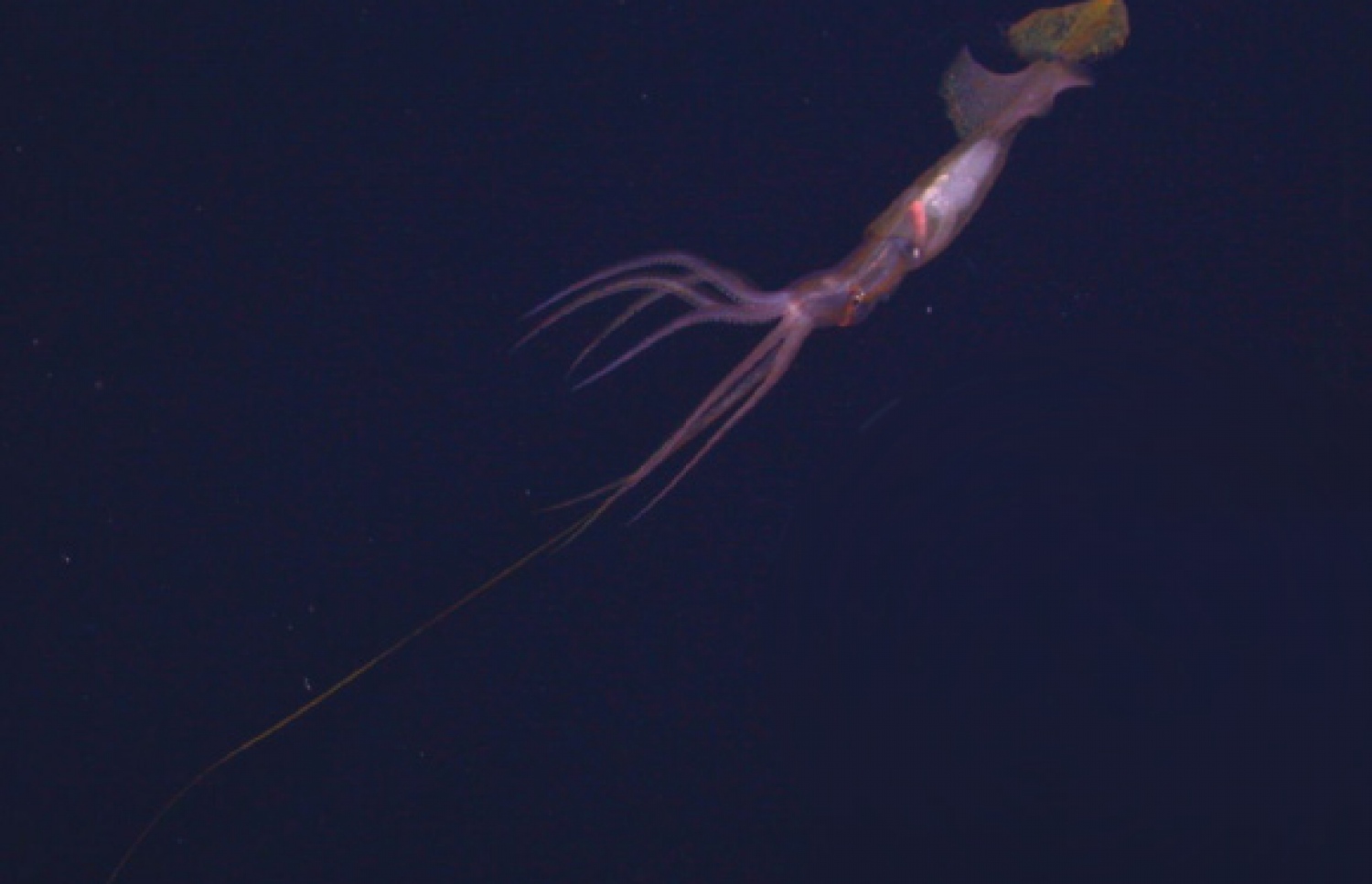 ރާއްޖޭގެ ބަޔަކު ބޭނި ދިގު ބޯވަދިލަ މަހާ އެއްގޮތް ބޯވަދިލަ މަހެއް. މީގެ ނަރަވާ އާދަޔާ ހިލާފަށް ދިގު