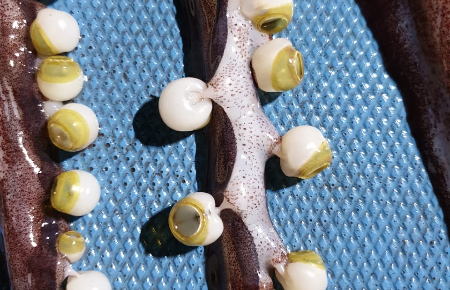 ބޯވަދިލަ މަހުގެ ފައިގައި ހުރި ޓެންޓިކަލްސްތަކެއް