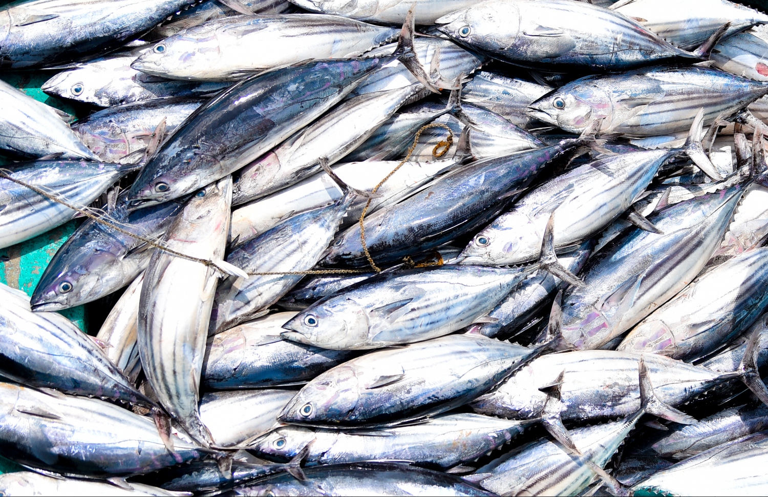 މާލެ: މޭ 5، 2019- ނޯތު ހާބަރުގައި އޮތް މަސްދޯންޏަކުން ކުޑަ ޑިންގީއަކަށް މަސްތަކެއް އަރުވައިގެން އެއްގަމަށް ގެންދަނީ.---ފޮޓޯ: ހުސައިން ވަހީދު/މިހާރު