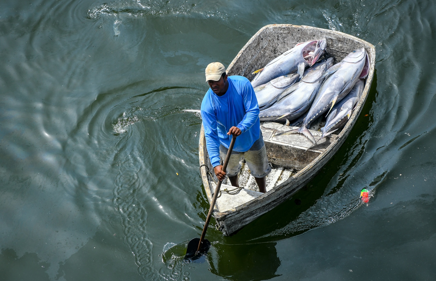 މާލެ: މޭ 5، 2019- ނޯތު ހާބަރުގައި އޮތް މަސްދޯންޏަކުން ކުޑަ ޑިންގީއަކަށް ކަންނެލި އަރުވައިގެން އެއްގަމަށް ގެންދަނީ.---ފޮޓޯ: ނިޝާން އަލީ/މިހާރު