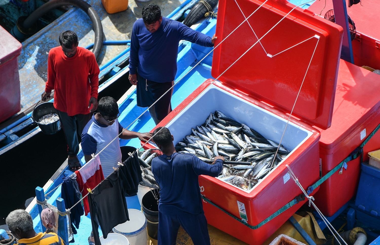 މާލެ: މޭ 5، 2019- ނޯތު ހާބަރުގައި އޮތް މަސްދޯންޏަކުން މަސްތަކެއް ބާލަނީ.---ފޮޓޯ: ނިޝާން އަލީ/މިހާރު