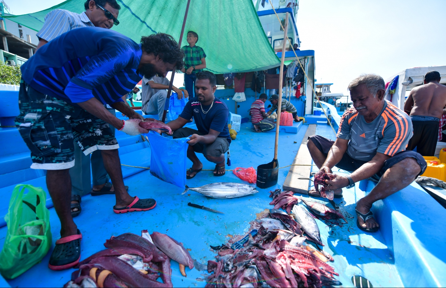 މަސްވެރިންތަކެއް ދޯނީގައި ތިބެގެން މަސް ކަނޑަނީ --- ފޮޓޯ: ހުސެއިން ވަހީދު/ މިހާރު