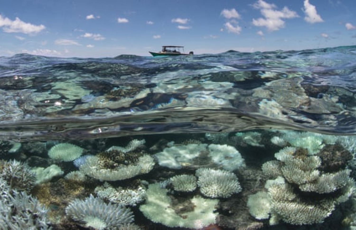 ރާއްޖޭގެ ފަރެއް ހުދުވެފައި.-- ފޮޓޯ: އެކްސެލް ކެޓްލިން ސީވިއު ސާވޭ