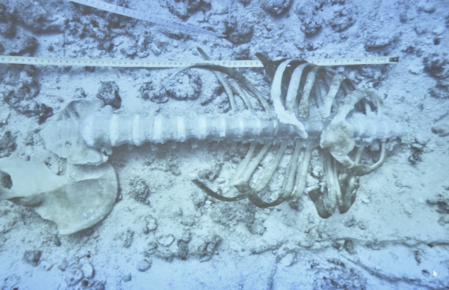 ލުތުފަރުގެ ކަށިތައް ކަނޑު އަޑީގައި. -- ފޮޓޯ: ޕޮލިސް