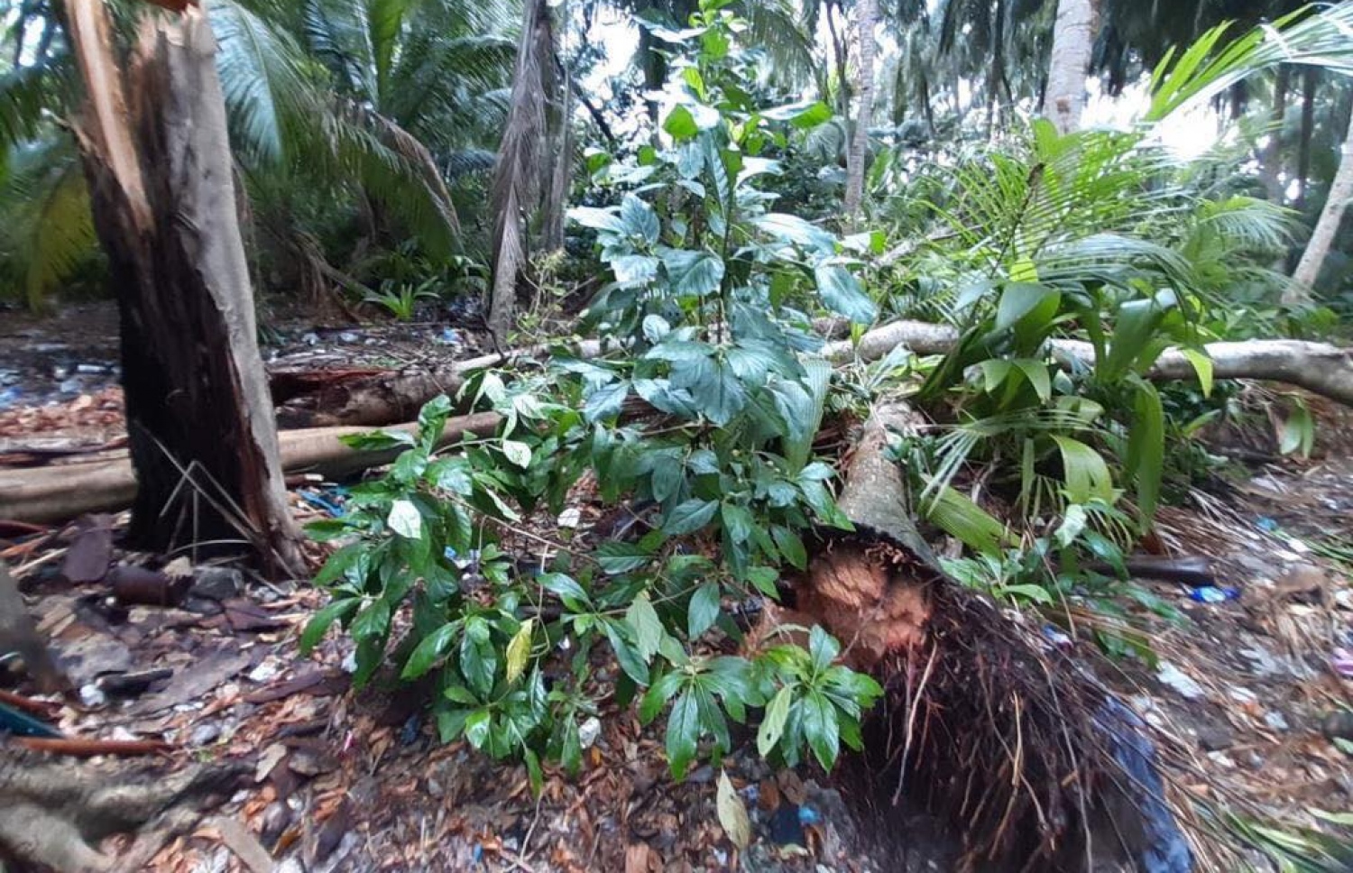 އުލިގަމަށް ރޭ ކުރި ވިއްސާރައިގައި ބައެއް ގަސްތައް ވެއްޓިފައި.