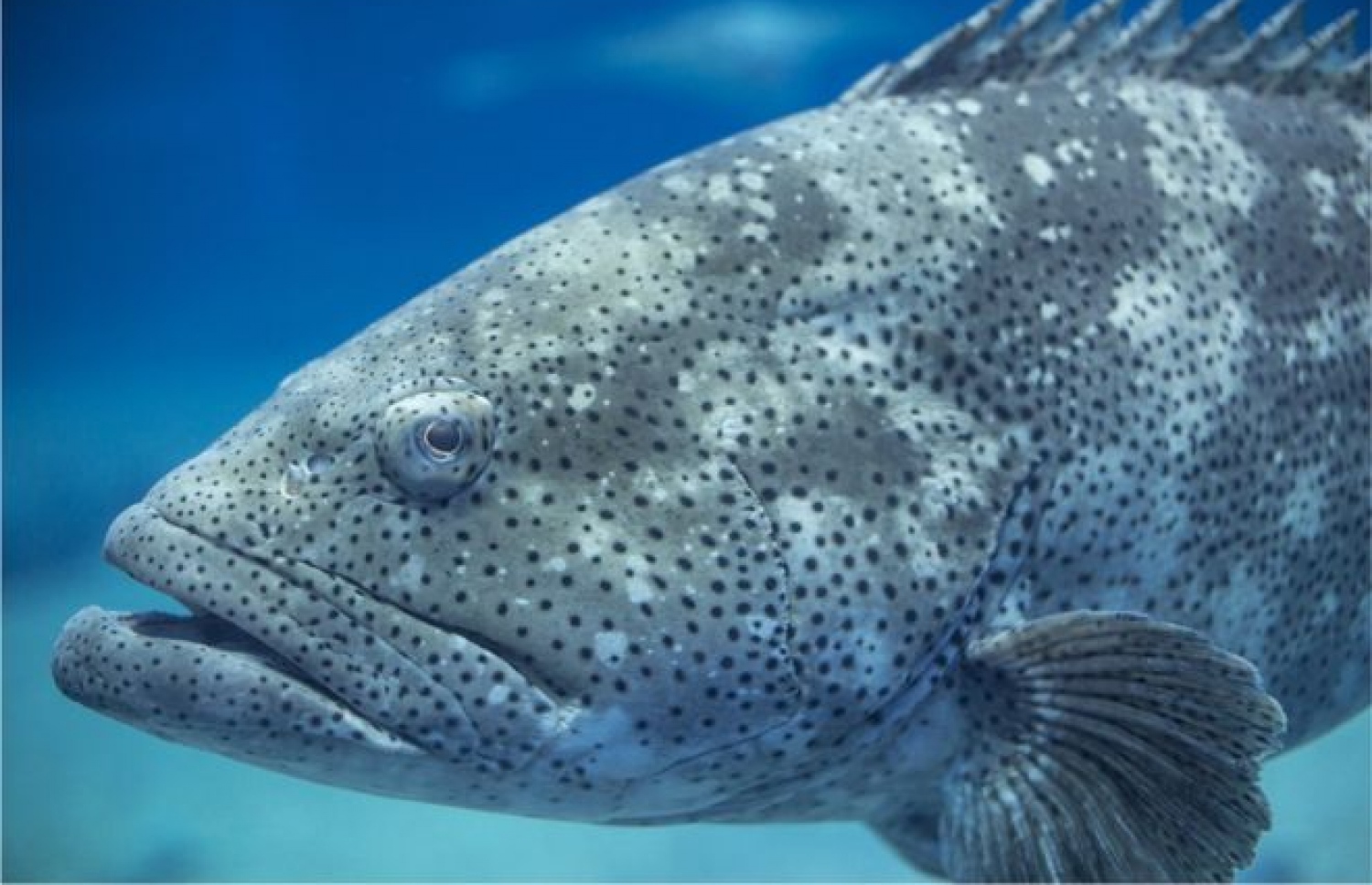 ފާނައެއް: އެމެރިކާގެ ސައިންސްވެރިން މިހާރު އަންނަނީ ޖާސޫސްކުރަން ފާނަ ބޭނުންކުރެވޭނެ ގޮތެއް ބަލަމުން