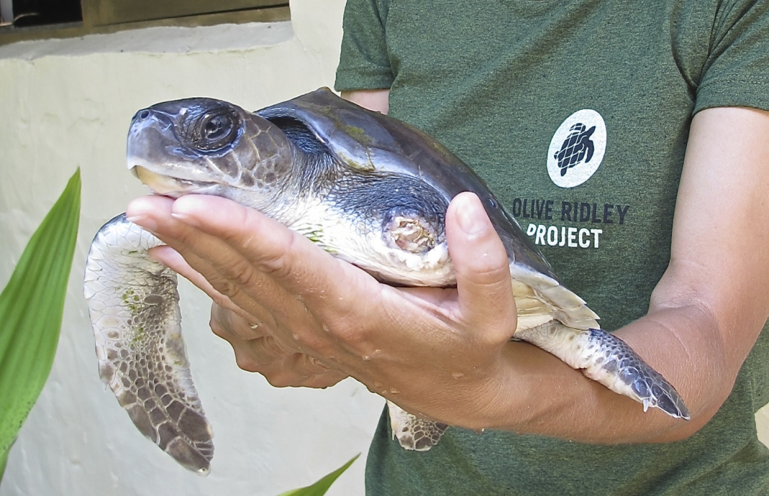 ކޮކޯ ޕާމް ދުނިކޮޅު ރިސޯޓްގެ ޓާޓްލް ރެސްކިއު ސެންޓަރުގައި އޮތް، އެއް ފިޔަގަނޑު ނެތް ވެލައެއް ދައްކާލަނީ