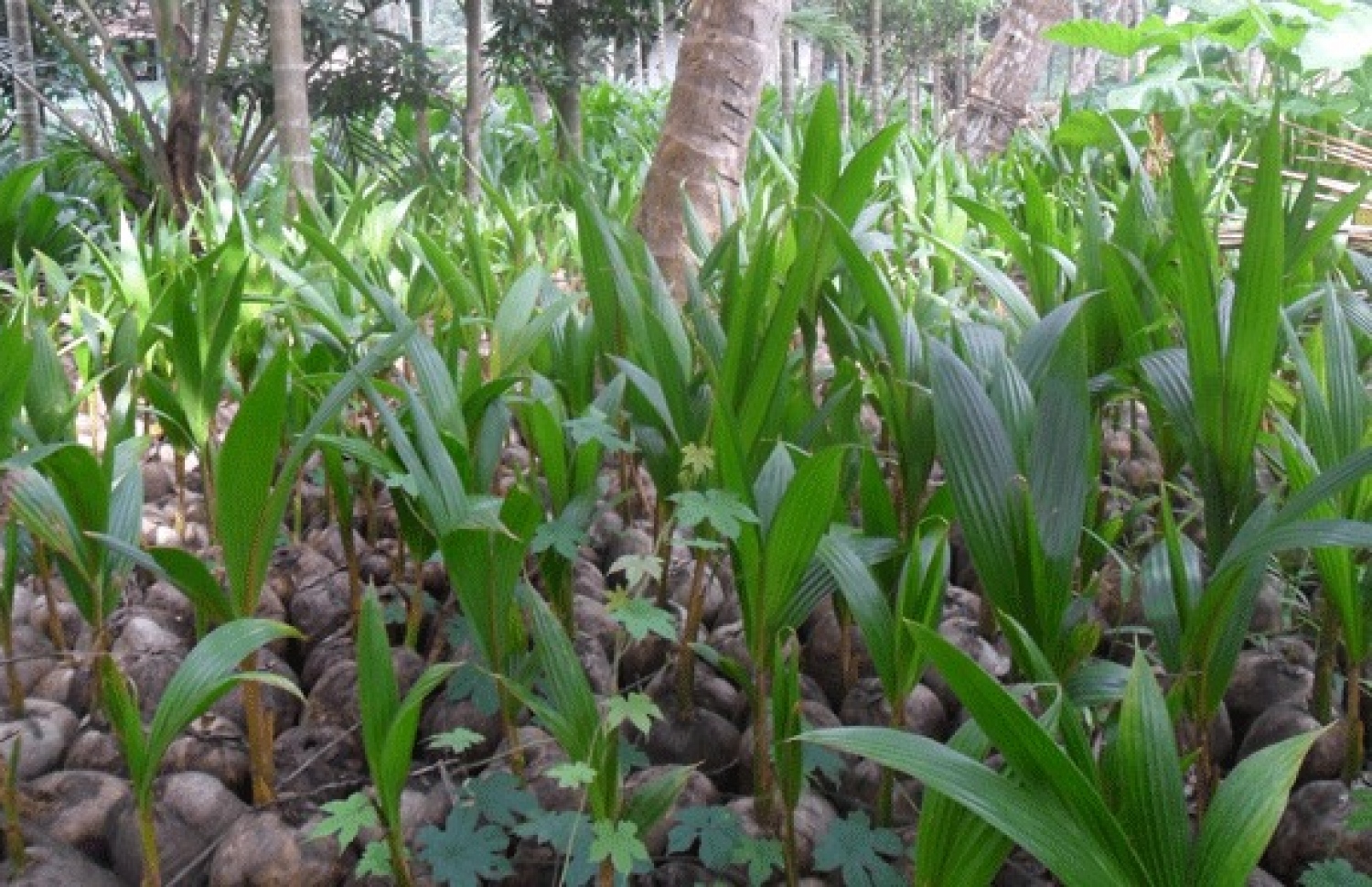 ރާއްޖޭގެ ރަށެއްގައި ހެދެމުން ދާ ރުއްތަކެއް: ރުކާއި ގަހަށް ހާއްސަ ނާސަރީތަކެއް ބޭނުންވޭ