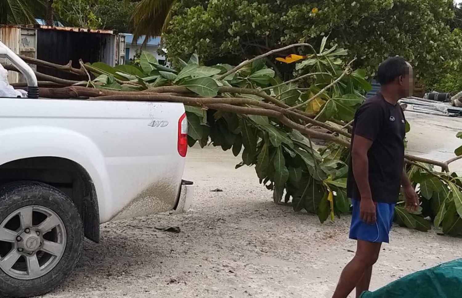 ނުގަވައިދުން އުފުރި ކިނބި ގަސްތައް ފުލުހުން ގެންދަނީ: ފުލުހުން ވަނީ އެގަސްތައް އަލުން އިންދާފައި-- ފޮޓޯ: ޕޮލިސް