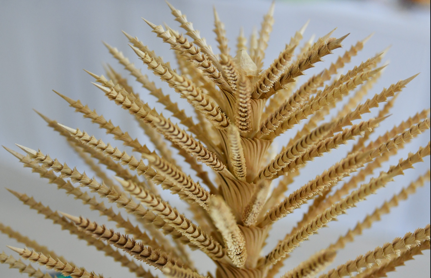 މާލެ: ޖޫން 21، 2019- އަމީނިއްޔާ ސްކޫލުގެ އަލިމަސްޔޫބީލާ ގުޅިގެން މިއަދު ފެށި، ދިވެހިންގެ އުފެއްދުންތެރިކަމާއި ކުރެހުމުގެ ހުނަރު ދައްކައިދޭ މައުރަޒުގައި ބަހައްޓާފައިވާ އައިޓަމެއް: މިއަދު ހަވީރު 4 ން ރޭގަނޑު 11 އަށް އާޓް ގެލެރީގައި ކުރިއަށް ގެންދާ މައުރަޒުގައި 400 އަށް ވުރެ ގިނަ އައިޓަމް ބައިވެރި ކޮށްފައިވޭ.---ފޮޓޯ: ހުސައިން ވަހީދު/މިހާރު