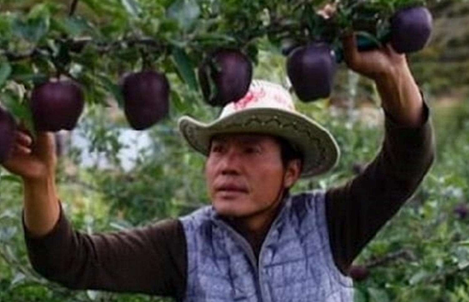 ބްލެކް ޑައިމަންޑް އެޕަލް