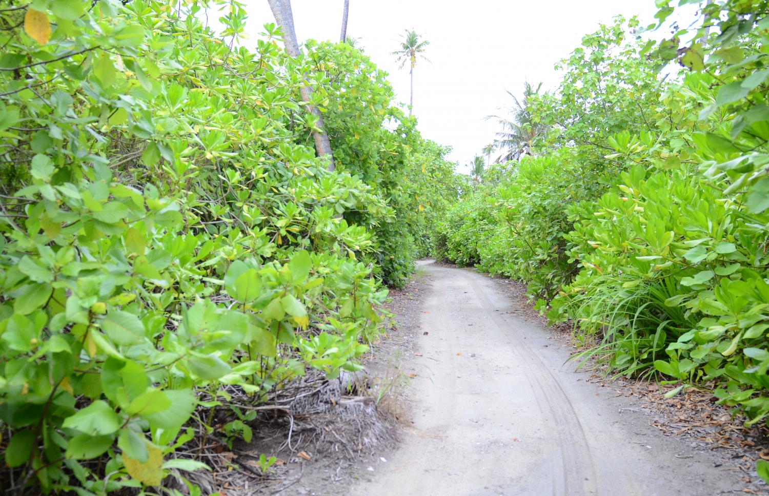 ސ. ހިތަދޫ: ޖުލައި 17، 2019- އައްޑޫ ނޭޗާ ޕާކްގައި ހިމެނޭ ތަންތަނަށް ދެވެން އޮންނަ މަގެއް: މި ޕާކްގައި ހިމެނޭ ތަންތަން ބެލުމަށް ބަގީ އަދި ބައިސިކަލްގައި ވެސް ދެވޭނެ އިންތިޒާމު ވަނީ ހަމަޖައްސާފައި. ޕާކު ތެރޭގައި އިންޖީނުލީ ދުއްވާ އެއްޗެހި ދުއްވުމަކީ މަނާކަމެއް.---ފޮޓޯ: އަހުމަދު މަހްޒޫމް