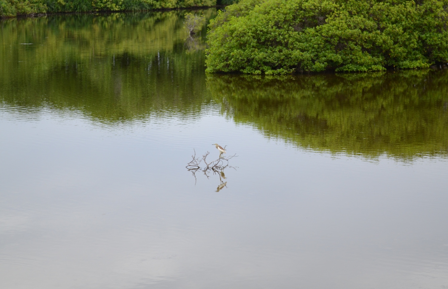 ސ. ހިތަދޫ: ޖުލައި 17، 2019- އައްޑޫ ނޭޗާ ޕާކްގެ އީދިގަލި ކިޅި އަށް ޖައްސާފައިވާ ދޫންޏެއް: މި ކިޅީގައި ހިމެނޭ މެންގްރޫސްތަކުގެ ތެރޭގައި ދިރިއުޅޭ ދޫނިތަކެއް މި ތަނުގައި އުޅޭ.---ފޮޓޯ: އަހުމަދު މަހްޒޫމް