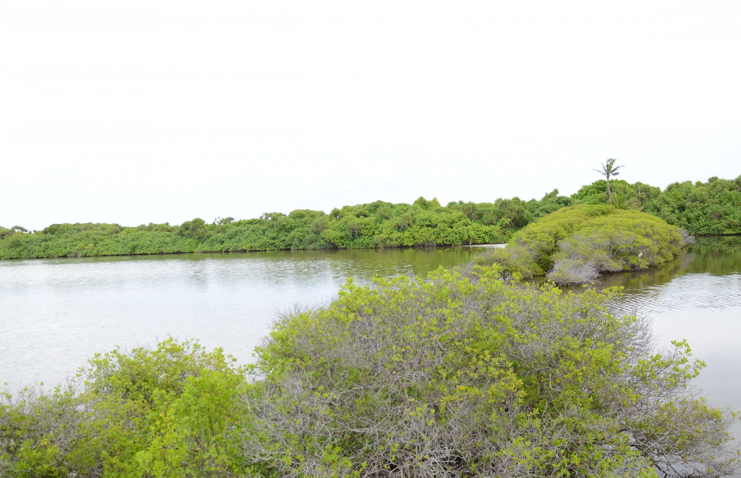 ސ. ހިތަދޫ: ޖުލައި 17، 2019- އައްޑޫ ނޭޗާ ޕާކް، ވެޓް ލޭންޑެއްގެ ގޮތުގައި އޮތުމަކީ މި ތަނުގެ ޚާއްސަ ކަމެއް.---ފޮޓޯ: އަހުމަދު މަހްޒޫމް