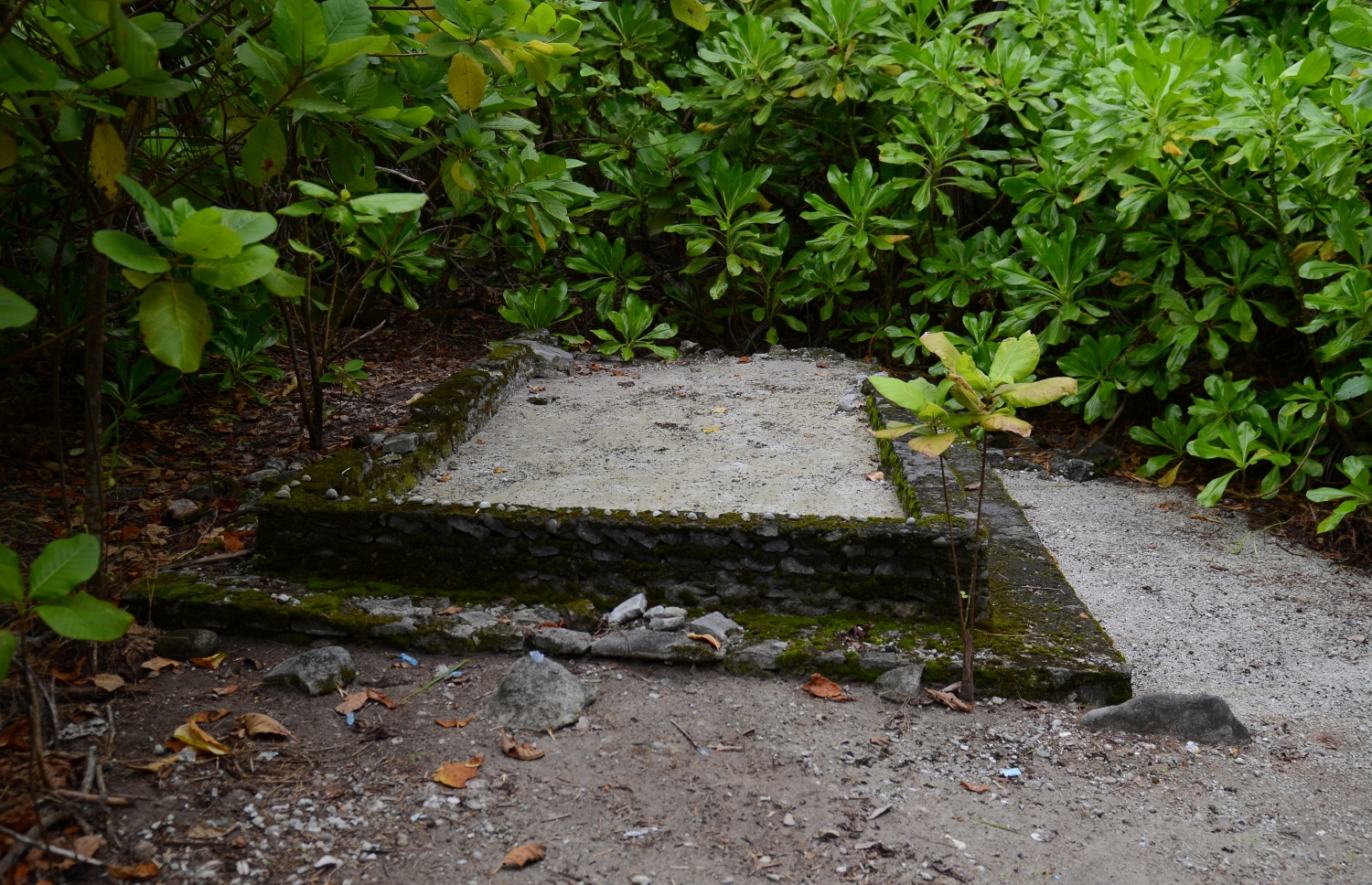 ސ. ހިތަދޫ: ޖުލައި 17، 2019- އައްޑޫ ނޭޗާ ޕާކްގެ ތެރޭގައި ހުރި މަހާނައެއް: މި ޕާކްގައި މިފަދަ މަހާނަތައް އެކި ސަރަހައްދުތަކުން ފެނޭ.---ފޮޓޯ: އަހުމަދު މަހްޒޫމް