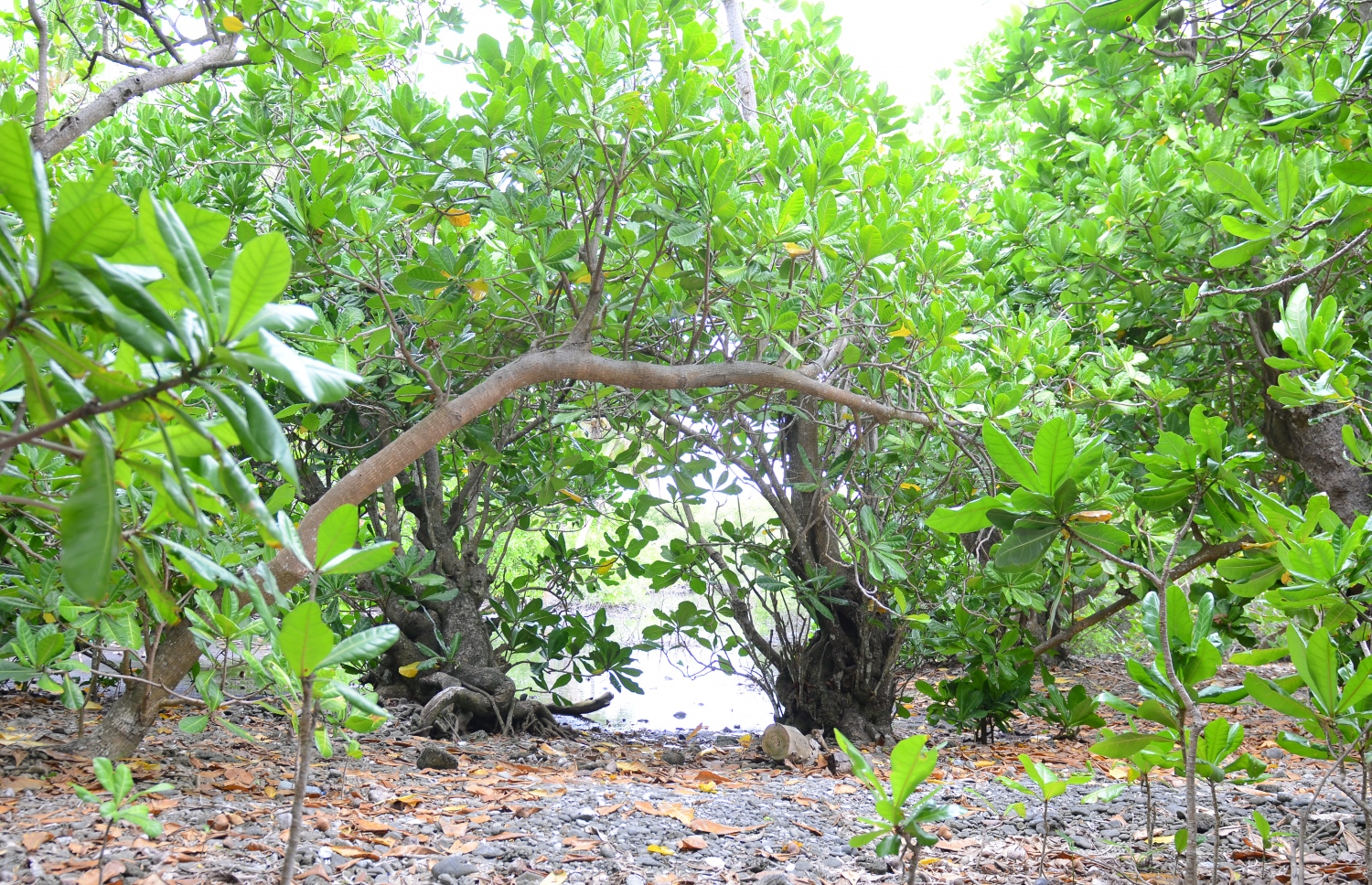 ސ. ހިތަދޫ: ޖުލައި 17، 2019- އައްޑޫ ނޭޗާ ޕާކްގެ ހިތްގައިމު މަންޒަރެއް.---ފޮޓޯ: އަހުމަދު މަހްޒޫމް