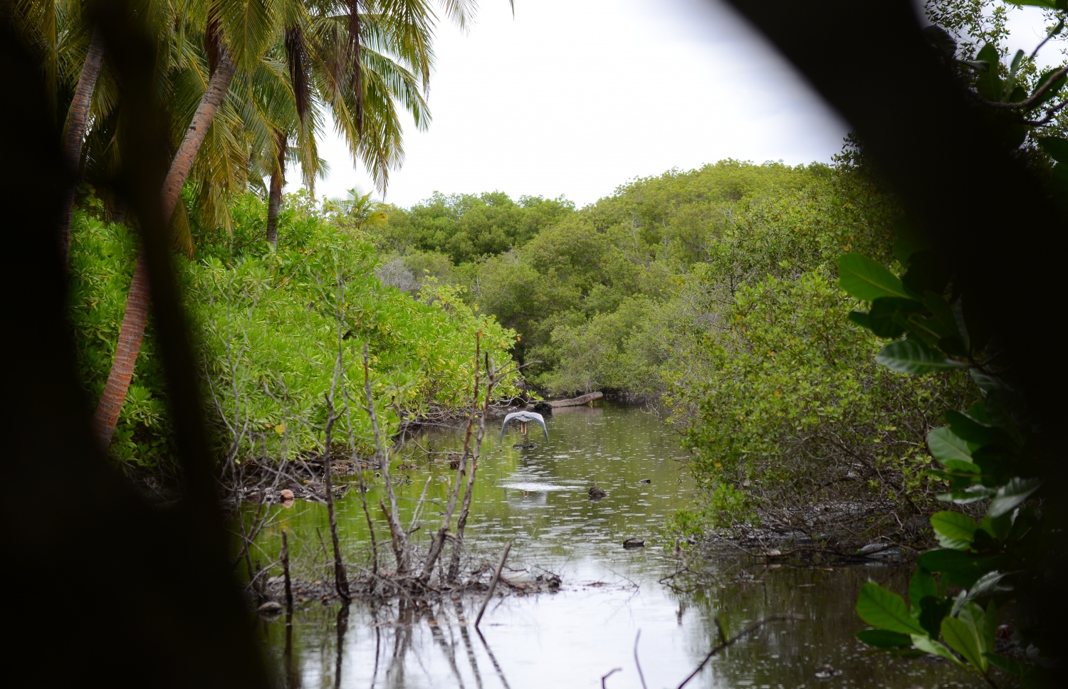ސ. ހިތަދޫ: ޖުލައި 17، 2019- އައްޑޫ ނޭޗާ ޕާކްގެ ކިޅިއެއްގައި ދޫންޏެއް ޖައްސާފައި: މި ތަނުގައި ދިރިއުޅޭ ޚާއްސަ ދޫނިތަކެއް އުޅޭ.---ފޮޓޯ: އަހުމަދު މަހްޒޫމް