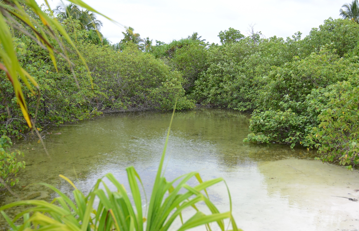 ސ. ހިތަދޫ: ޖުލައި 17، 2019- އައްޑޫ ނޭޗާ ޕާކްގެ ހިތްގައިމު ކިޅިއެއް.---ފޮޓޯ: އަހުމަދު މަހްޒޫމް