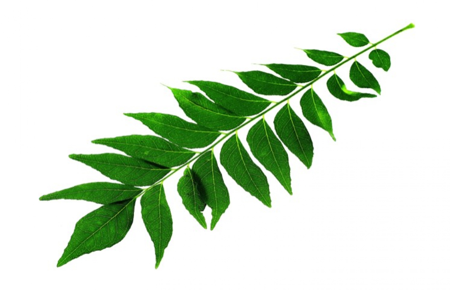 ހިނކަދިފަތެއް: ބޯކަޅުކޮށްލަން ބޭނުން ކުރެވިދާނެ ބާވަތެއް.