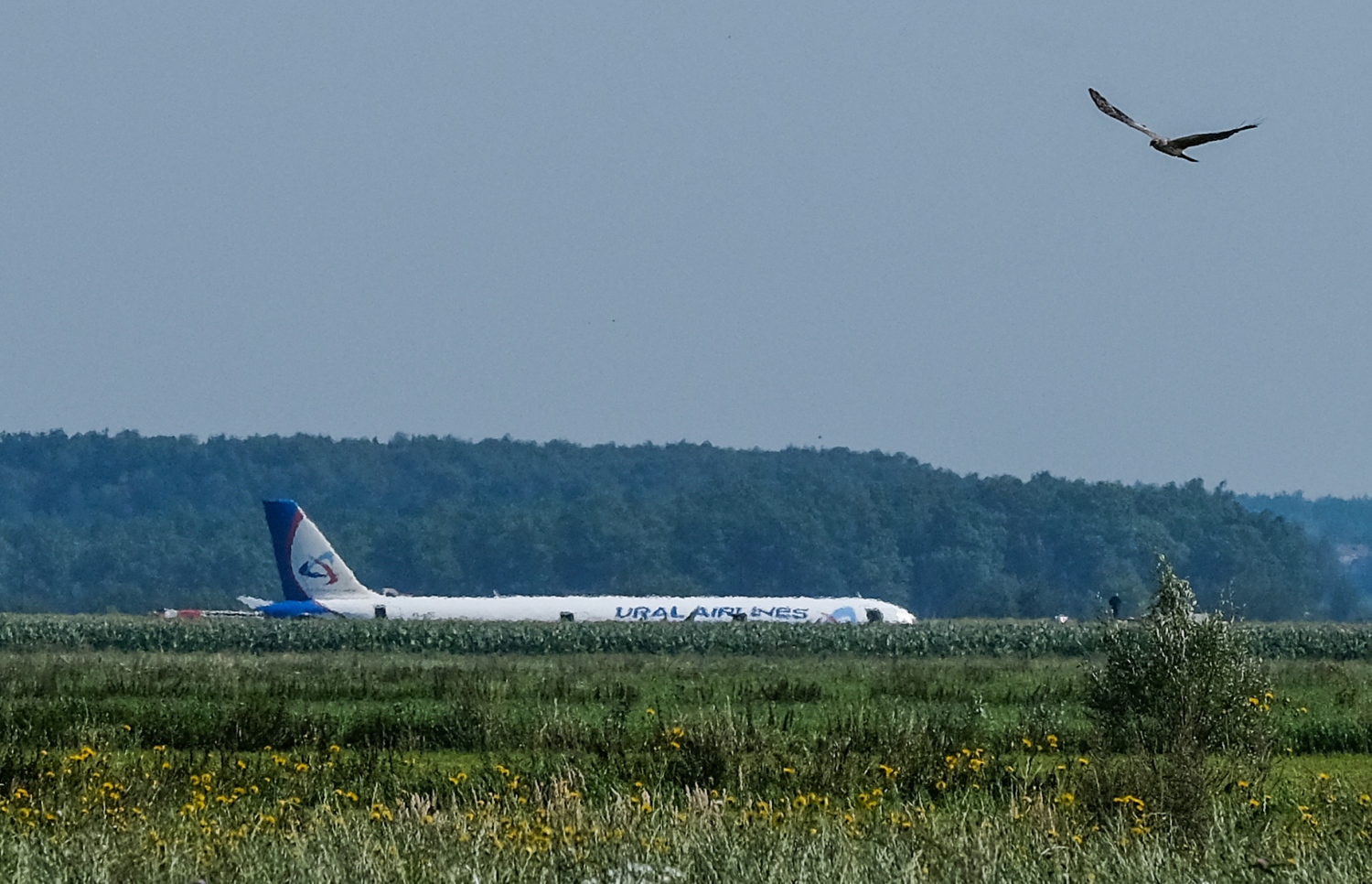 ރަޝިޔާގެ ޔުރަލް އެއާލައިންސްގެ އޭ321 ގެ ބޯޓު ޒުވާރި ދަނޑަށް ޖައްސާފައި: އިންޖީނުގައި ދޫނިތަކެއް ޖެހުމުން އިމަޖެންސީގައި ބޯޓު ޖެއްސި ހާދިސާގައި އެއްވެސް މީހަކަށް ސީރިއަސް ގެއްލުމެއް ލިބިފައެއް ނުވޭ. --ފޮޓޯ:އޭއެފްޕީ