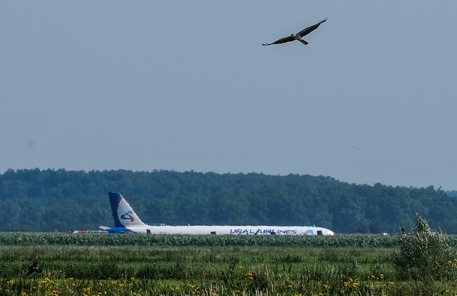 ރަޝިޔާގެ ޔުރަލް އެއާލައިންސްގެ އޭ321 ގެ ބޯޓު ޒުވާރި ދަނޑަށް ޖައްސާފައި: އިންޖީނުގައި ދޫނިތަކެއް ޖެހުމުން އިމަޖެންސީގައި ބޯޓު ޖެއްސި ހާދިސާގައި އެއްވެސް މީހަކަށް ސީރިއަސް ގެއްލުމެއް ލިބިފައެއް ނުވޭ. --ފޮޓޯ:އޭއެފްޕީ