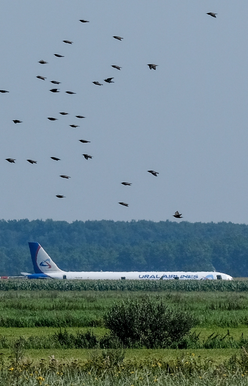 ރަޝިޔާގެ ޔުރަލް އެއާލައިންސްގެ އޭ321 ގެ ބޯޓު ޒުވާރި ދަނޑަށް ޖައްސާފައިވާ އިރު ދޫނިތައް އުދުހެނީ: އިންޖީނުގައި ދޫނިތަކެއް ޖެހުމުން އިމަޖެންސީގައި ބޯޓު ޖެއްސި ހާދިސާގައި އެއްވެސް މީހަކަށް ސީރިއަސް ގެއްލުމެއް ލިބިފައެއް ނުވޭ. --ފޮޓޯ:އޭއެފްޕީ