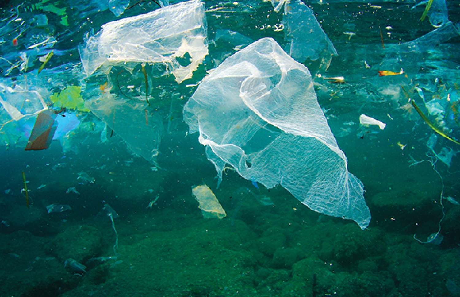 މޫދުގައި ޕްލާސްޓިކް: ދިރުންތަކަށް ބޮޑެތި ގެއްލުންތައް ލިބޭ