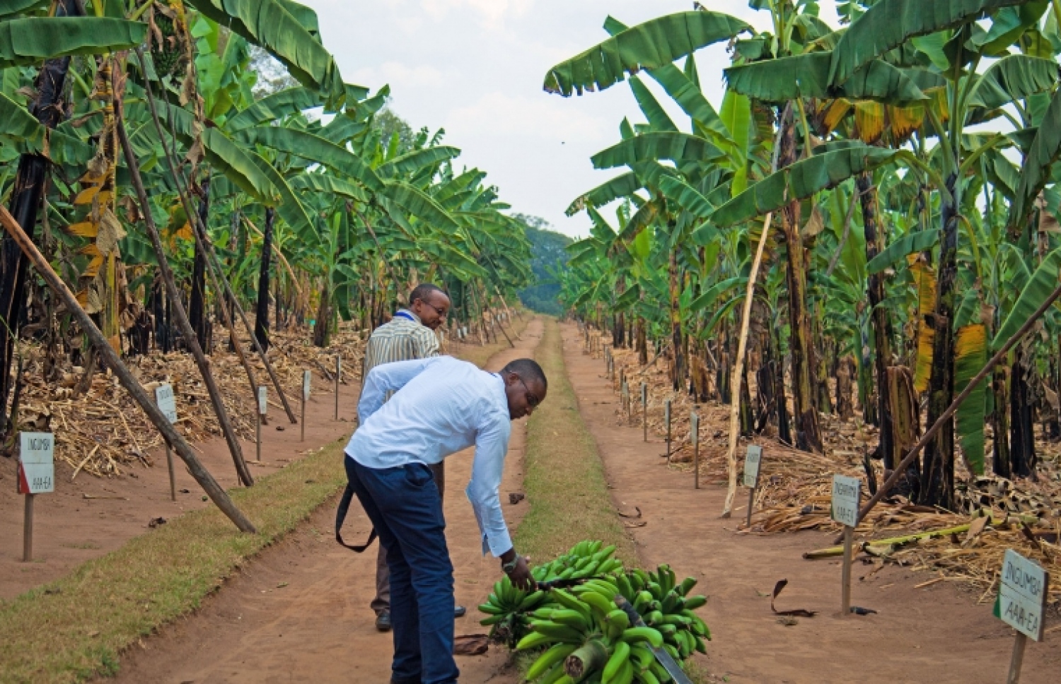 ބަޔަކު ދޮންކެޔޮ ދަނދެއްގައި.