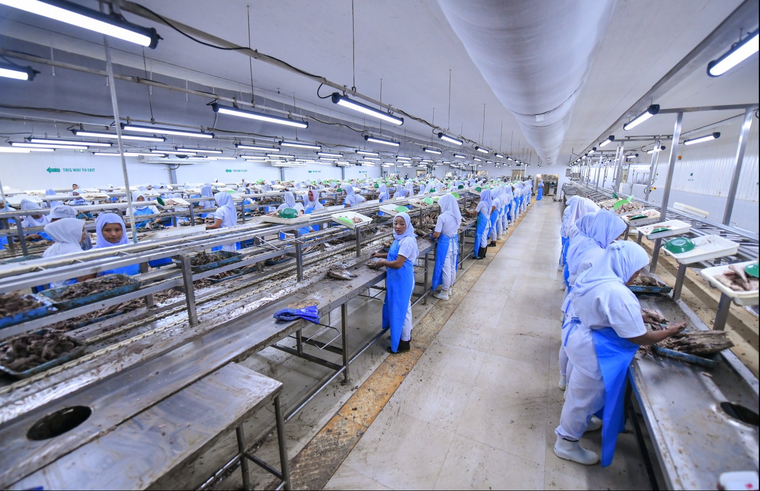 ފެލިވަރުގައި ހުންނަ މިފްކޯ މަސް ފެކްޓަރީ ---ފައިލް ފޮޓޯ: މިހާރު