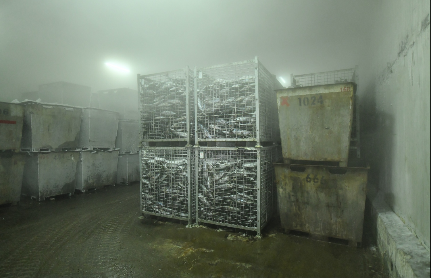 ފެލިވަރު އައިސް ޕްލާންޓުގައި މަސް ފިނިކުރަން-- ފޮޓޯ:ނިޝާން އަލީ/ މިހާރު