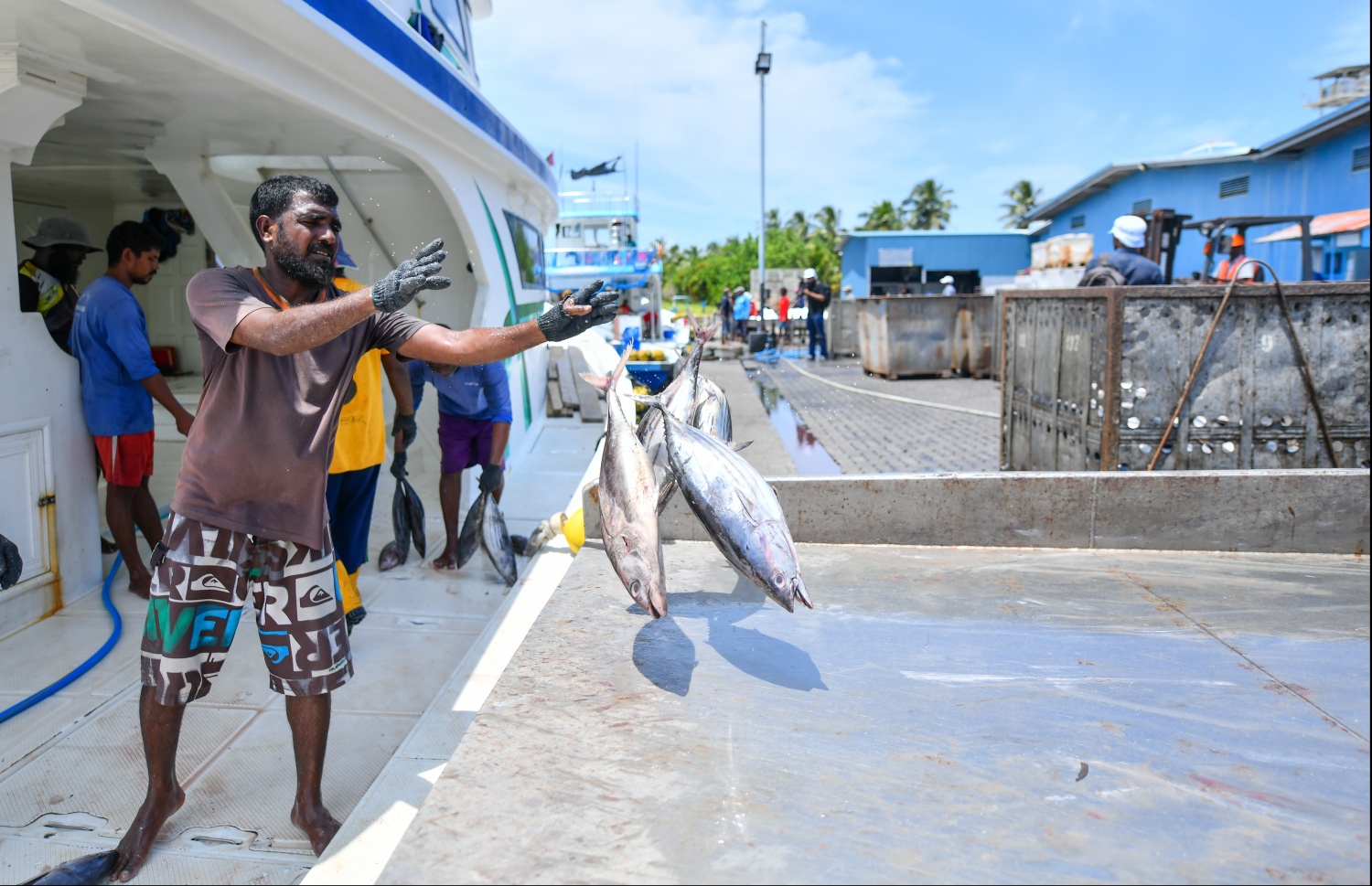 މަސްވެރިން ފެލިވަރަށް މަސްކިރުވަނީ: ފެލިވަރުގައި 4،000 ޓަނުގެ ކޯލްޑް ސްޓޯރޭޖް ހެދުމުގެ މަޝްރޫއު ހަވާލުކުރަނީ އިންޑިއާގެ ކުންފުންޏަކާ. -- ފޮޓޯ: މިހާރު