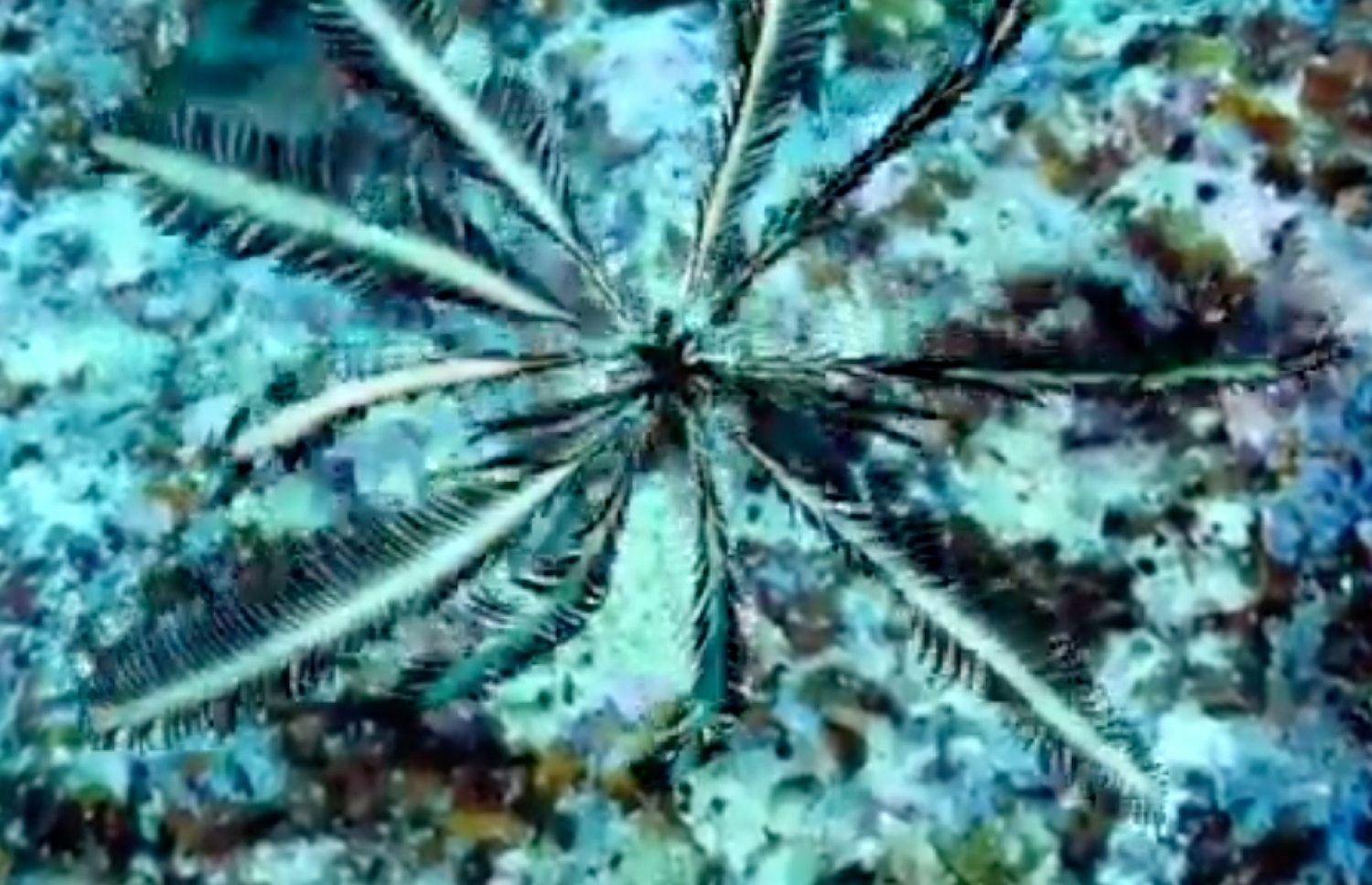 ސްޓާފިޝް ފީނަނީ: މިއީ މަދުން ނޫނީ ފެންނާނެ މަންޒަރެއް ނޫން