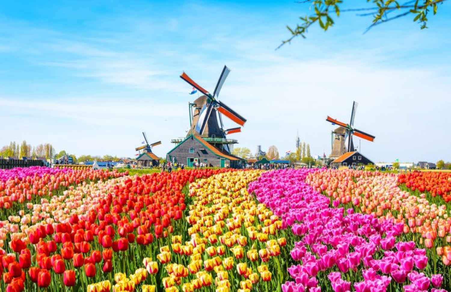 ހޮލެންޑް ޓިއުލިޕް ބަގީޗާއެއް: އެ ގައުމުގެ އެންމެ ހާއްސަ އެއް ސިފައަކީ މިއީ.